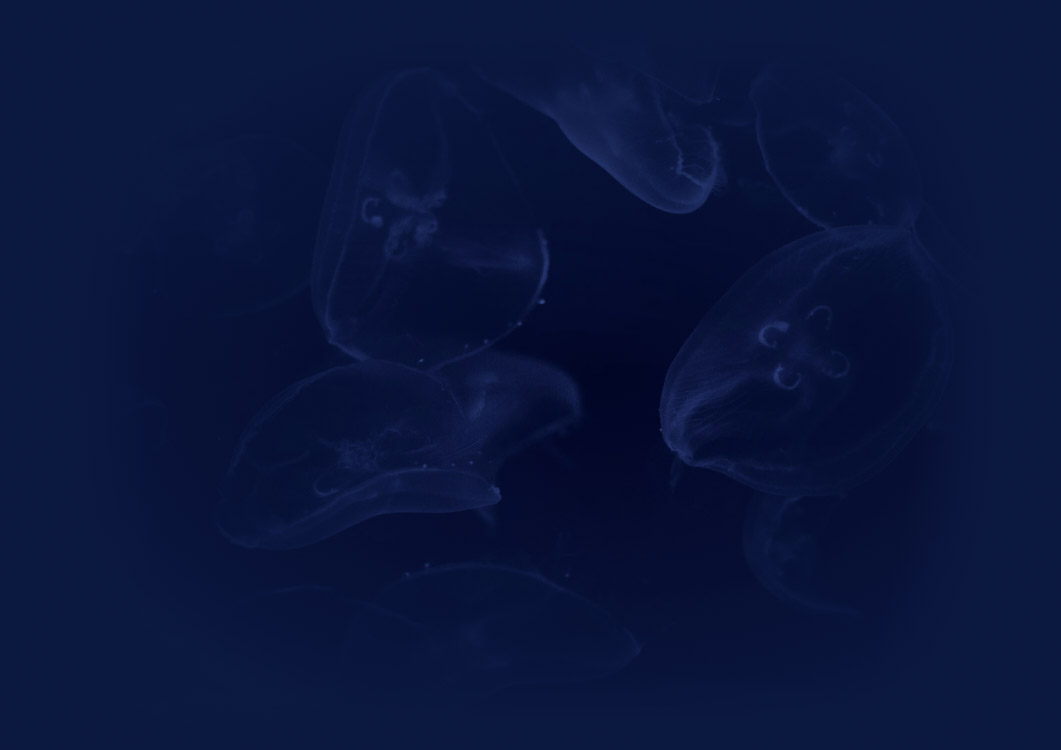 bg-meduses-2