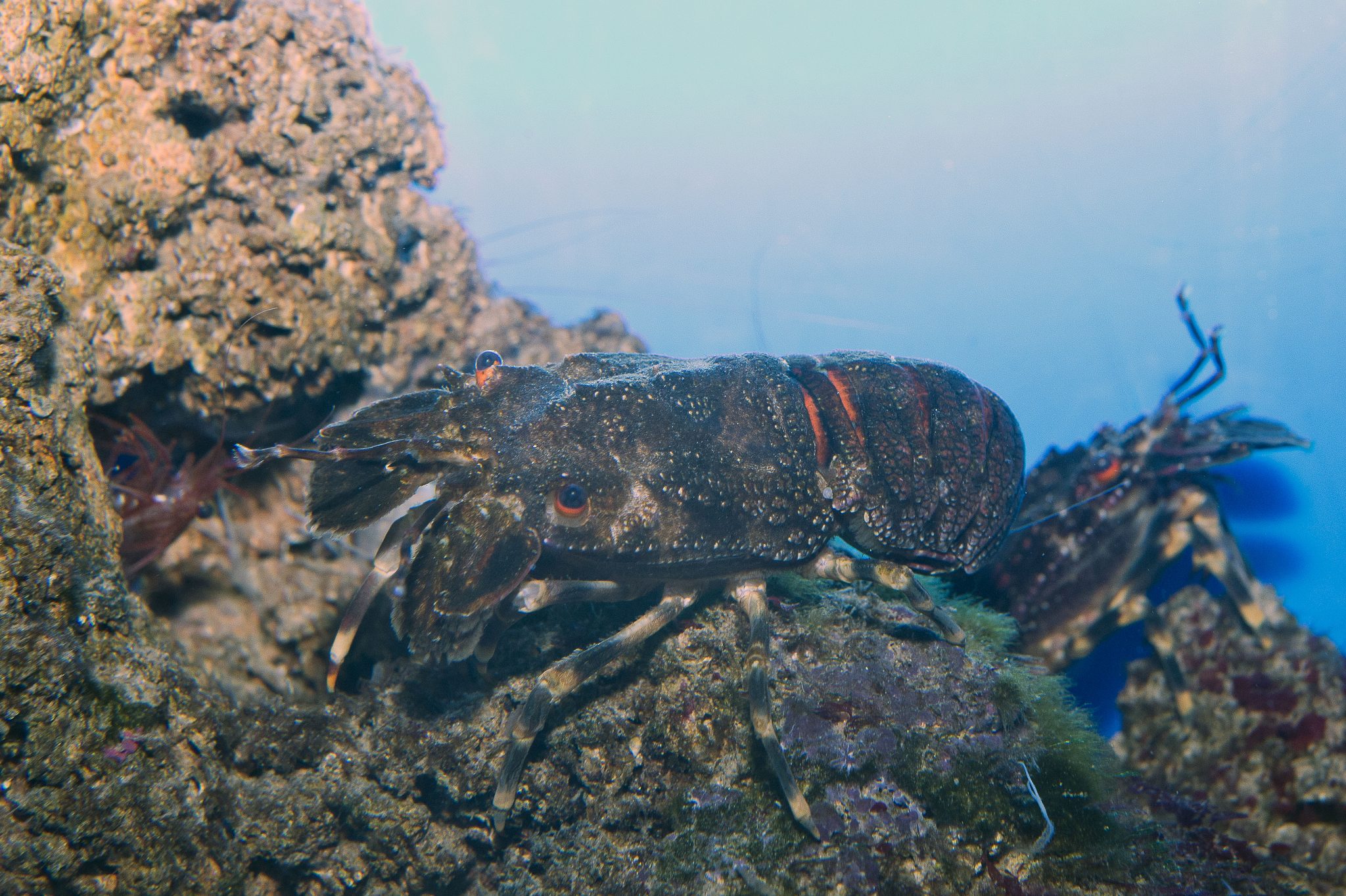 Aquarium - Mer Méditerranée - Musée Océanographique de Monaco
