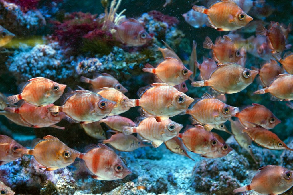 Ces poissons méconnus de l'aquariophilie Française – Aquatips