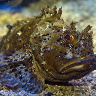 Aquarium - Mediterranean Sea - Musée Océanographique de Monaco