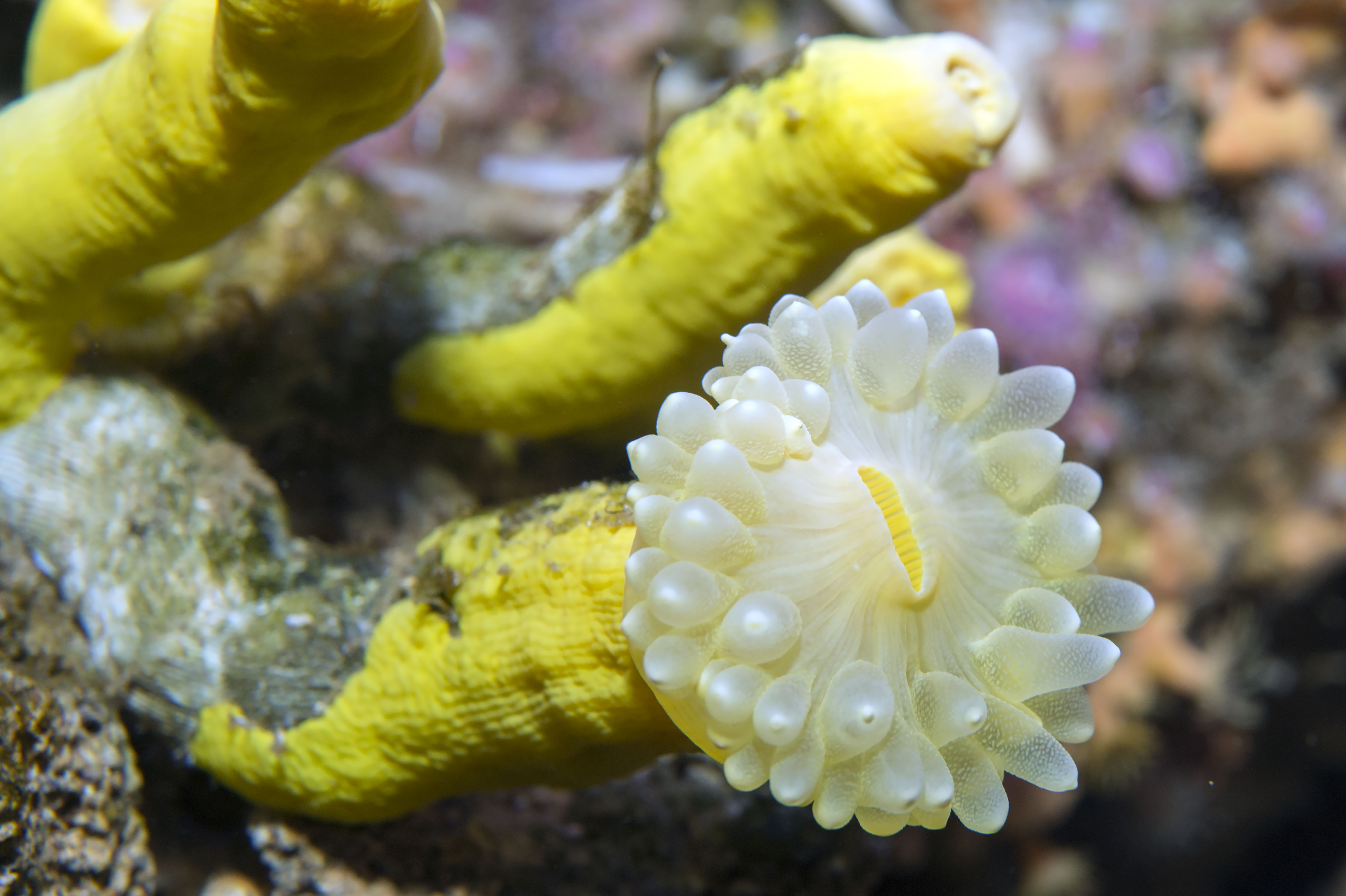 06_Madreporaire-arborescent-jaune-Dendrophyllia-ramea_M_Dagnino