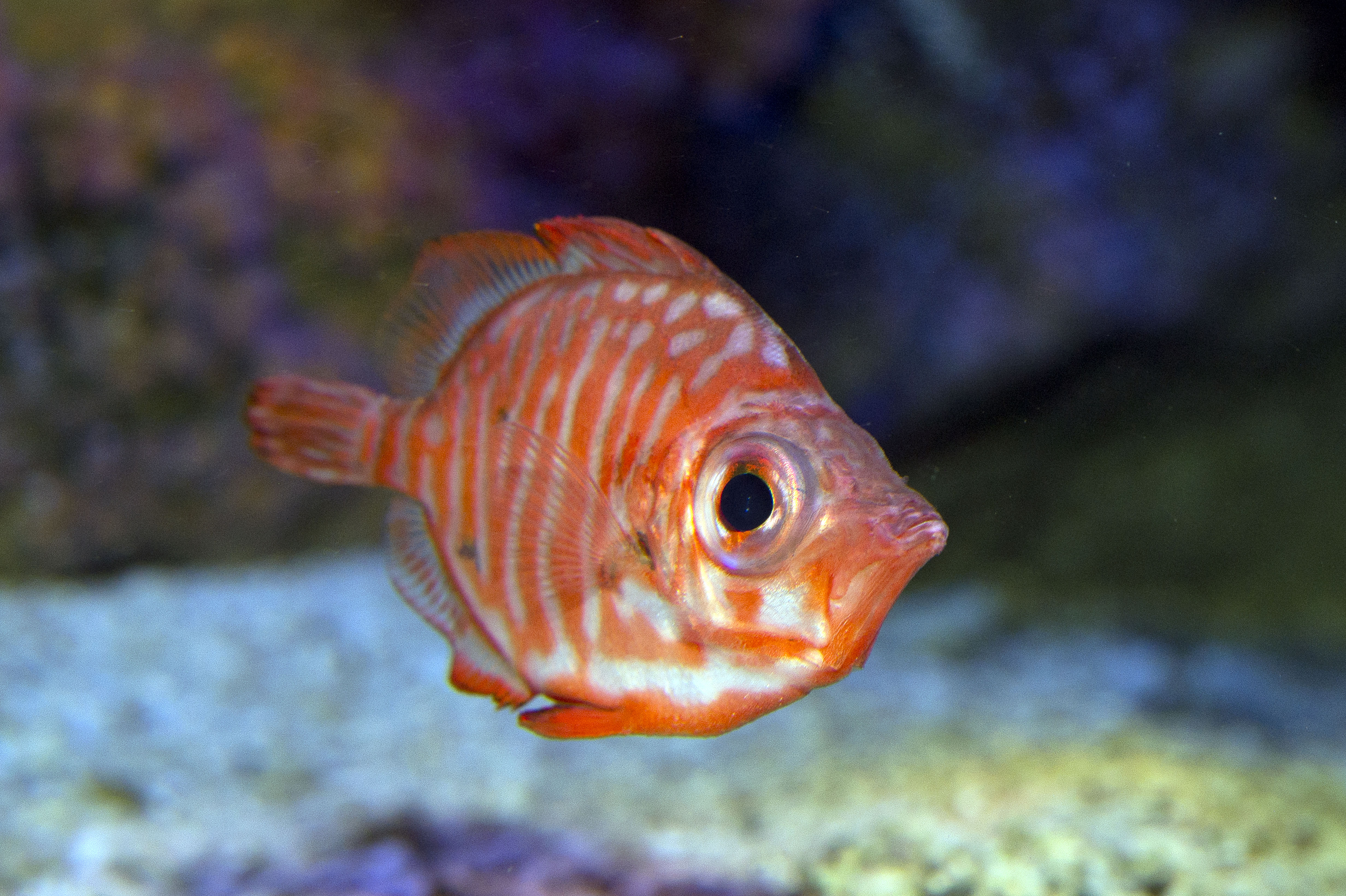 09_Poisson-sanglier-Capros-aper_M_Dagnino