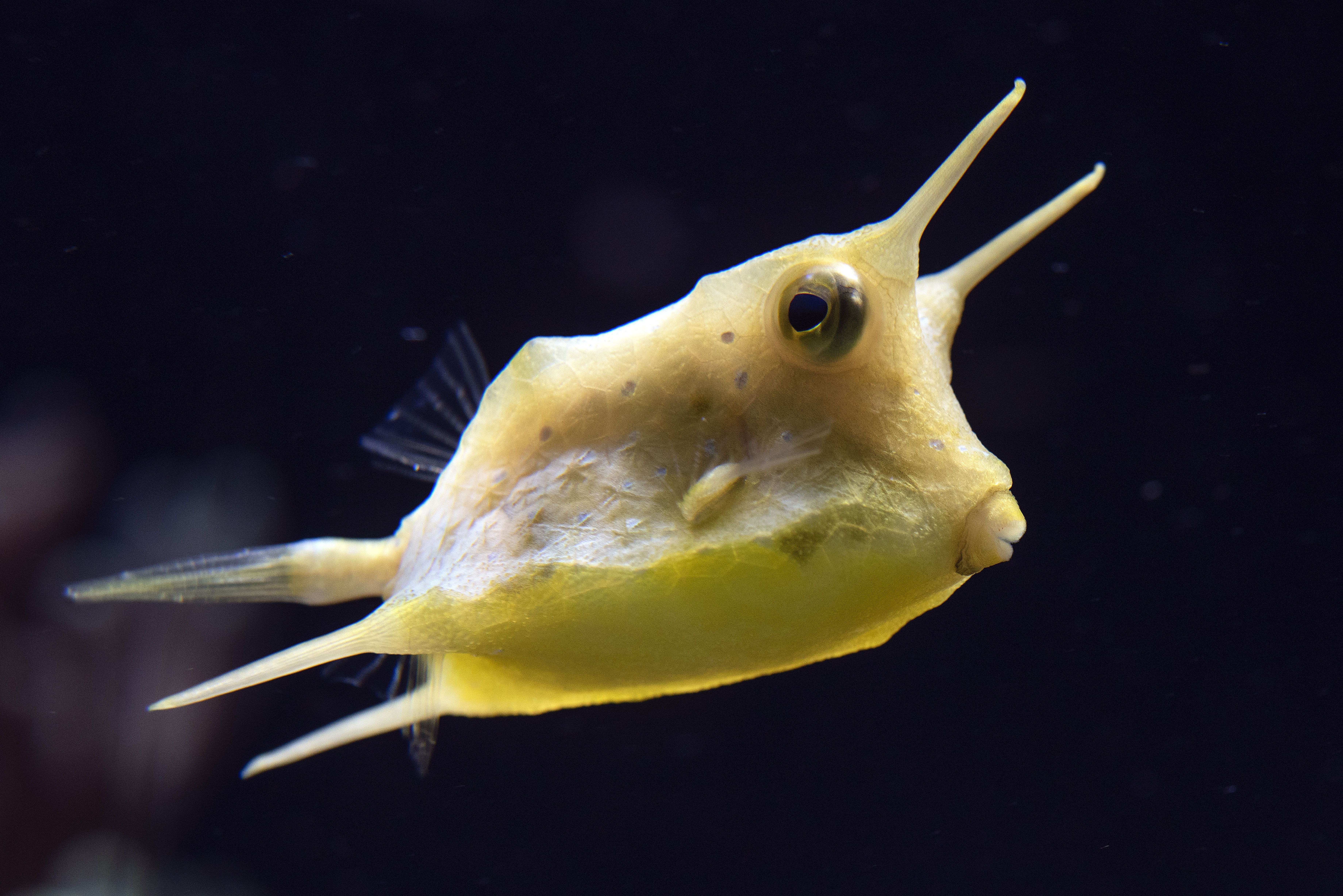 10_ Poisson-vache-Lactoria-cornuta_M_Dagnino