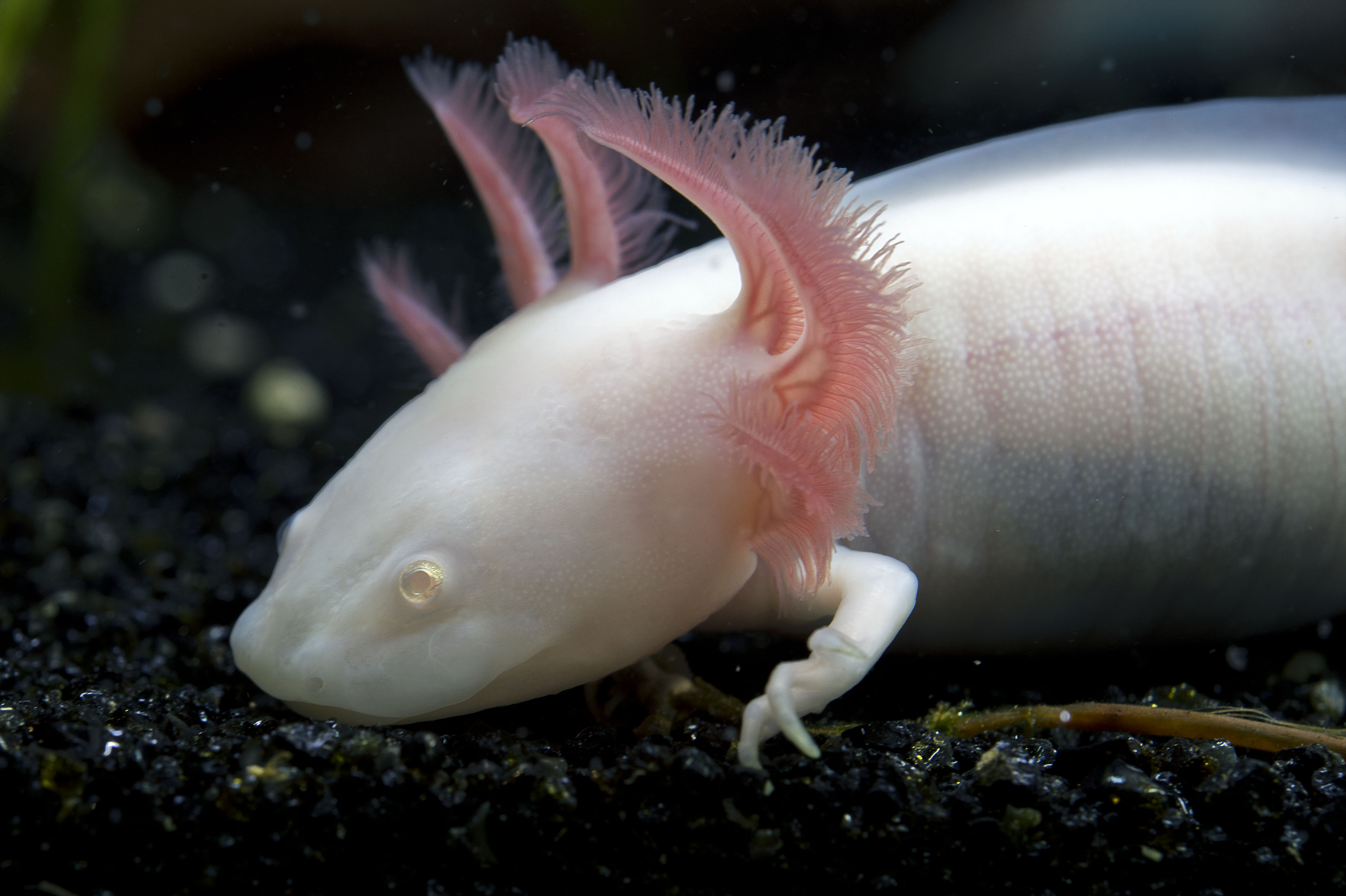 13_Dragon-d-eau-du-Mexique-Mexican-salamander_M_Dagnino