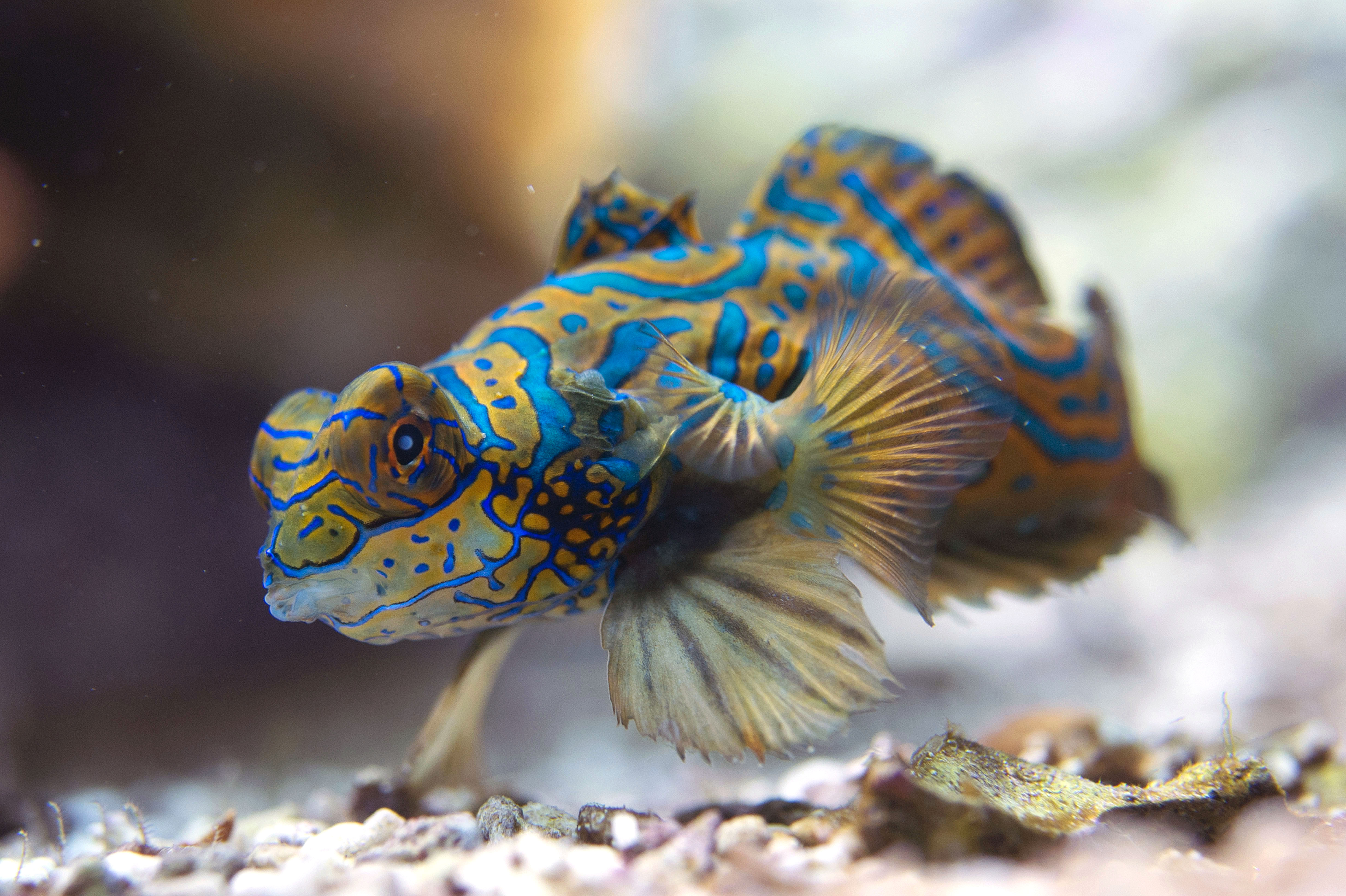 23_Poisson-mandarin-Synchiporus-splendidus_M_Dagnino