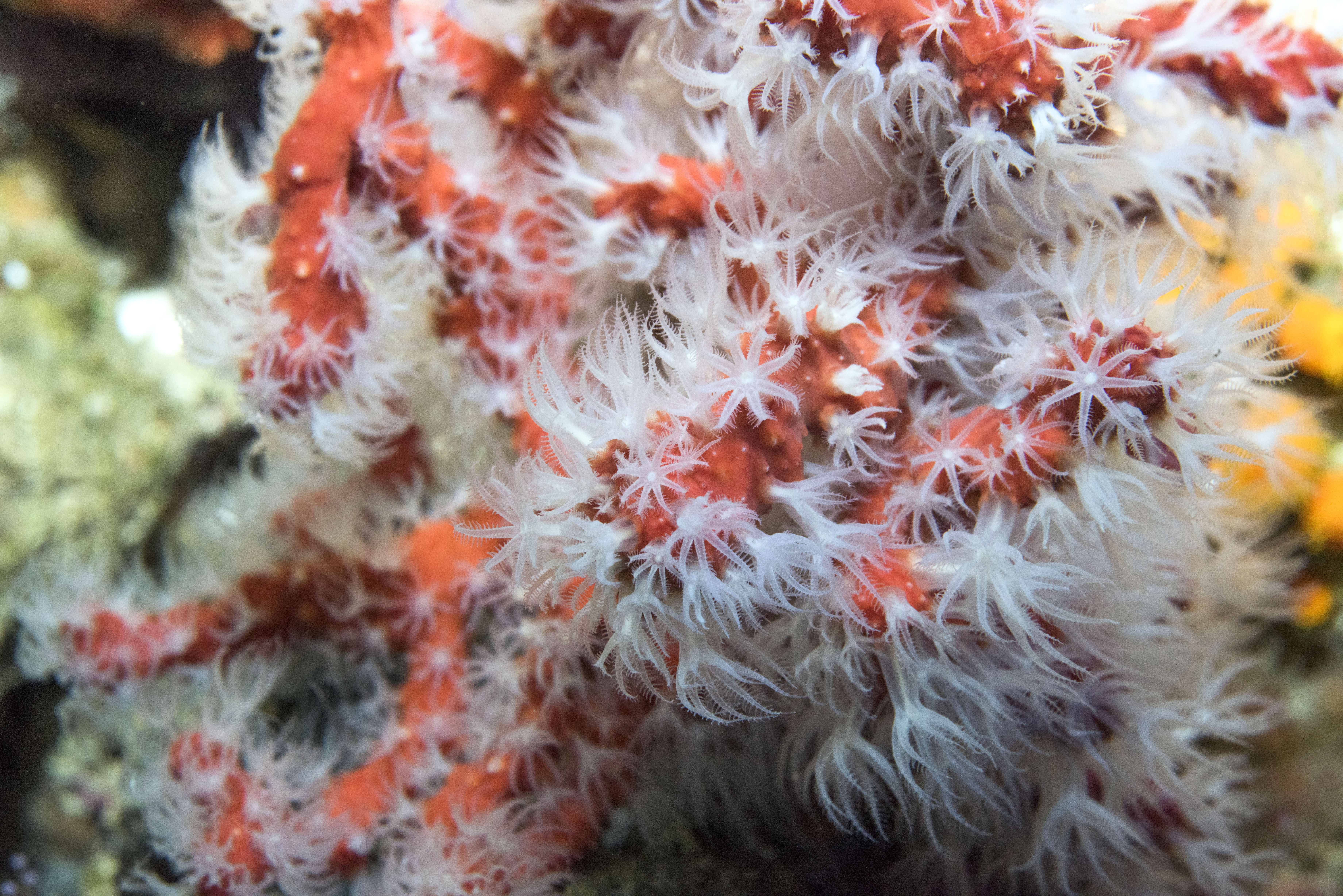 25_Corail-rouge_M_Dagnino