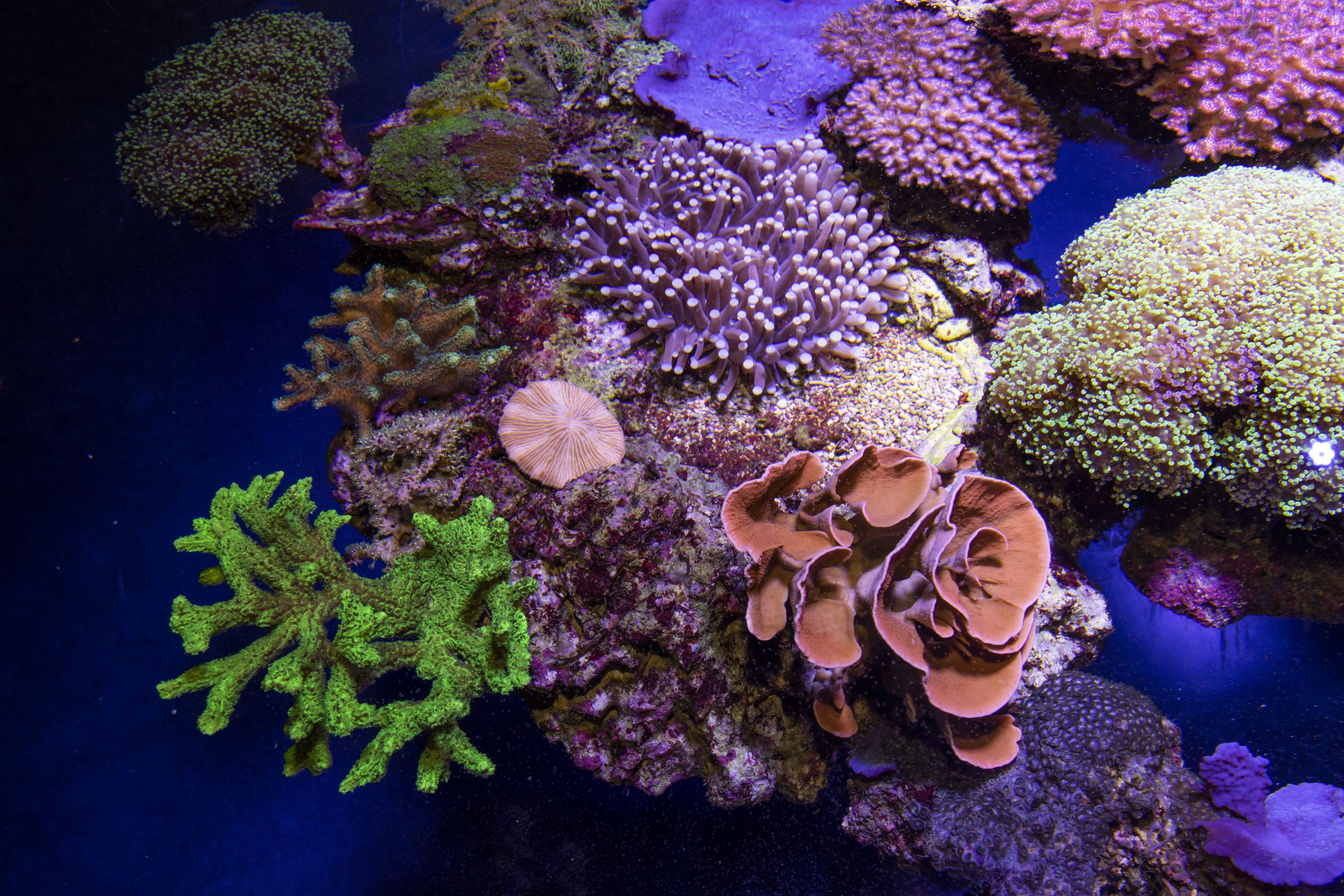 Bac Plongée de nuit coraux fluorescents