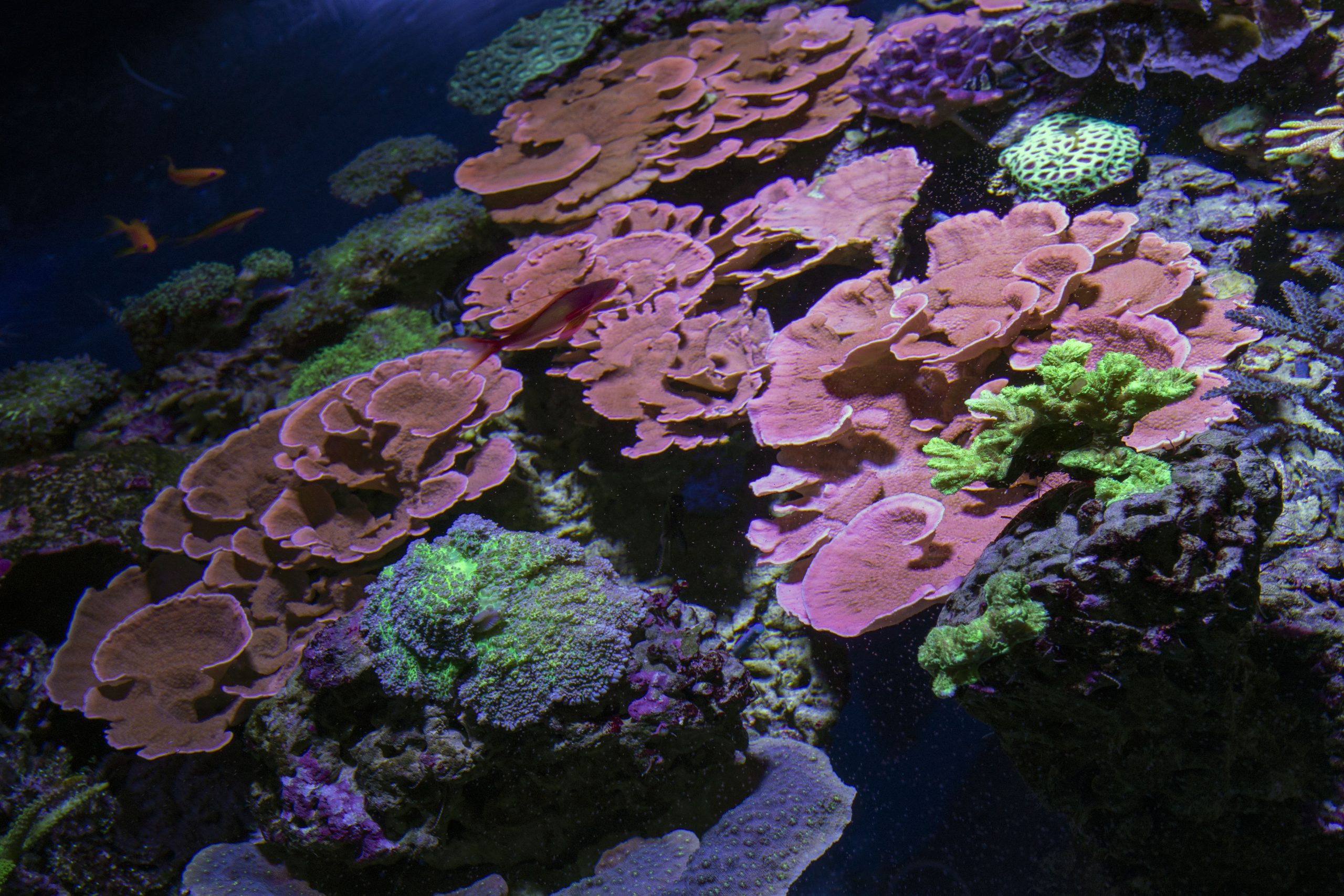 Bac Plongée de nuit coraux fluorescents