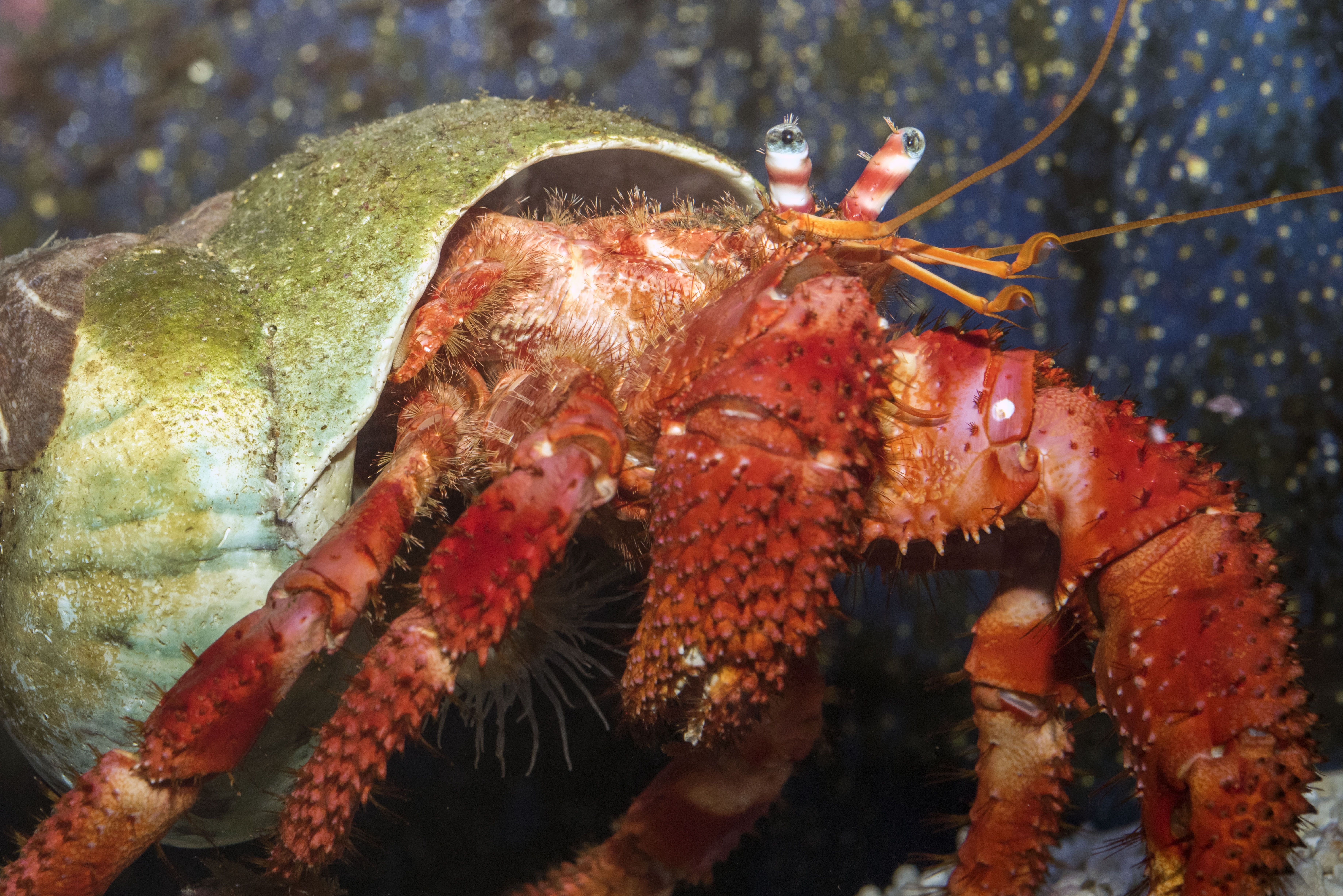 42_Bernard-l-ermite-Pagurus-bernhardus_M_Dagnino