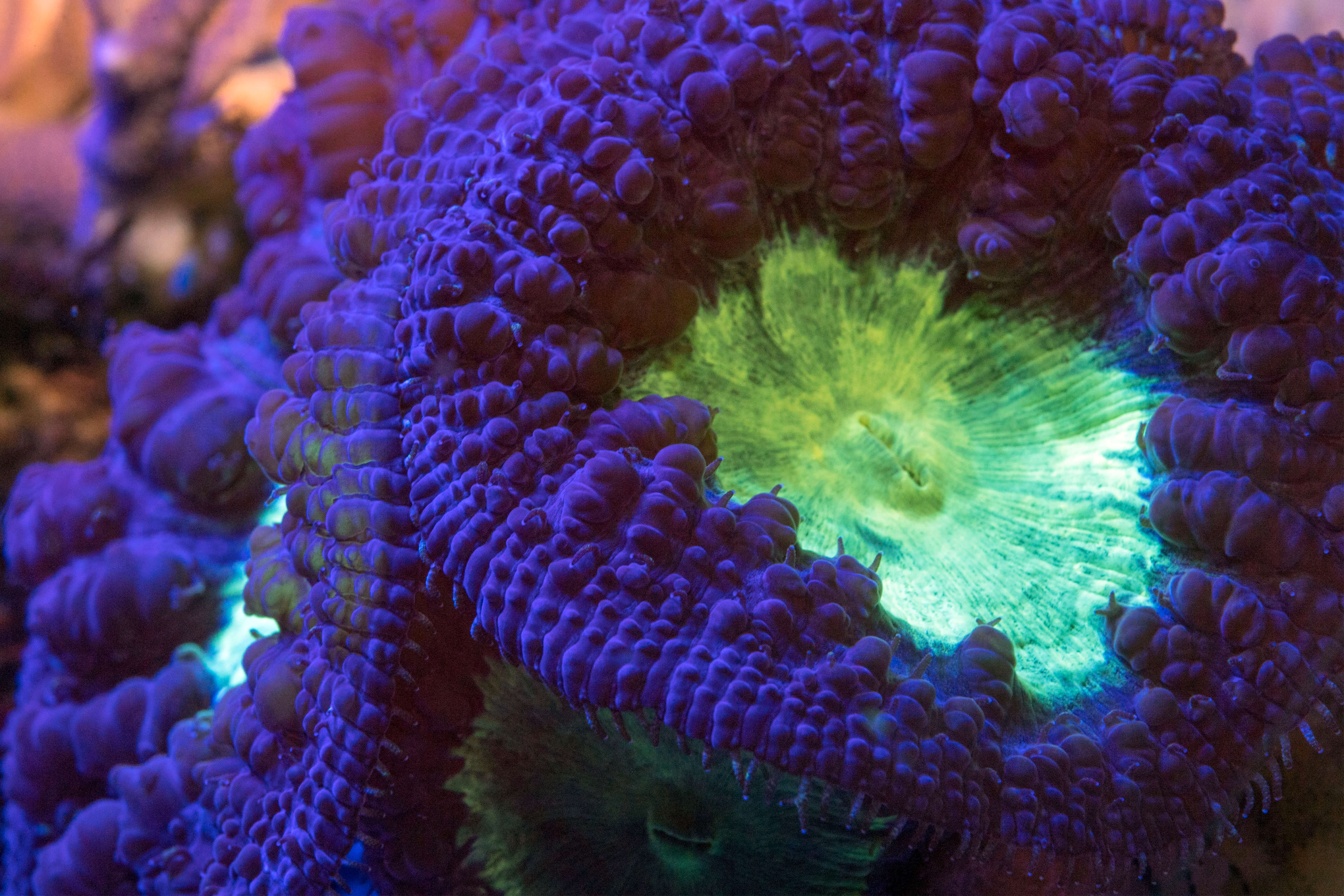 3-1-19_Corail-fluo_M_Dagnino