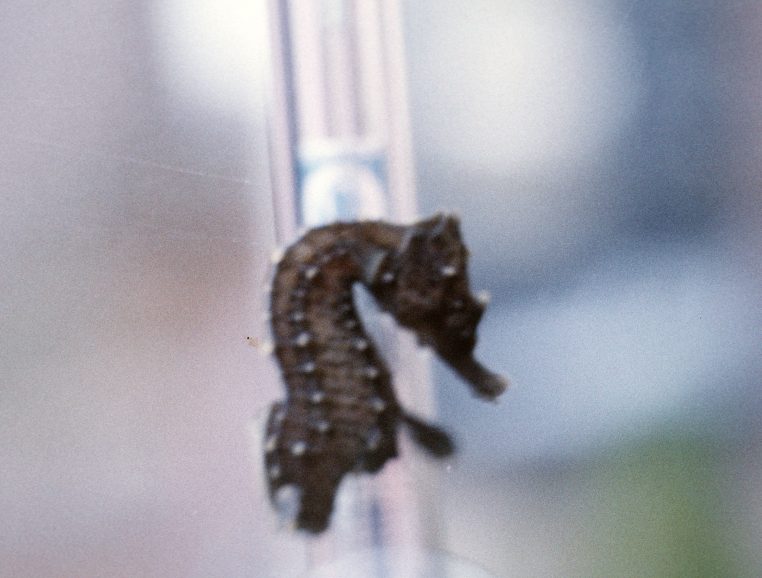 L'un des premiers Hippocampes né au Musée (1986) Crédit : Jean-Marc Jacquet.