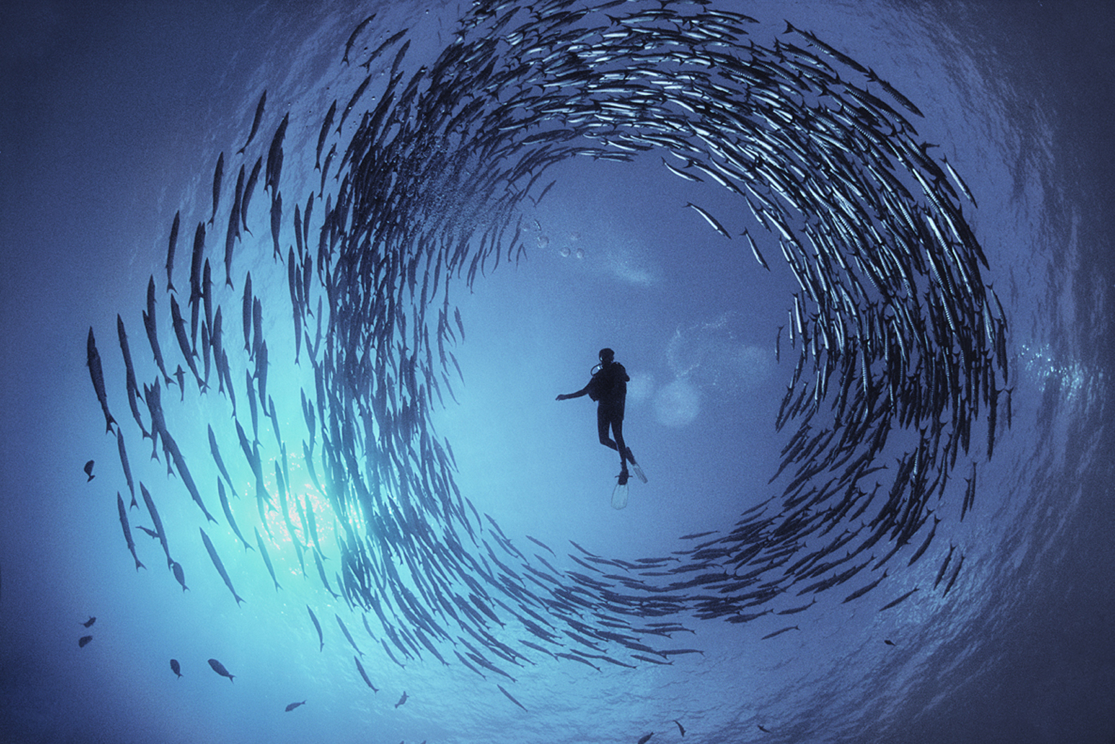 A Circle of Barracuda surround diver Dinah Halstead in the clears waters of Papaua New Guinea