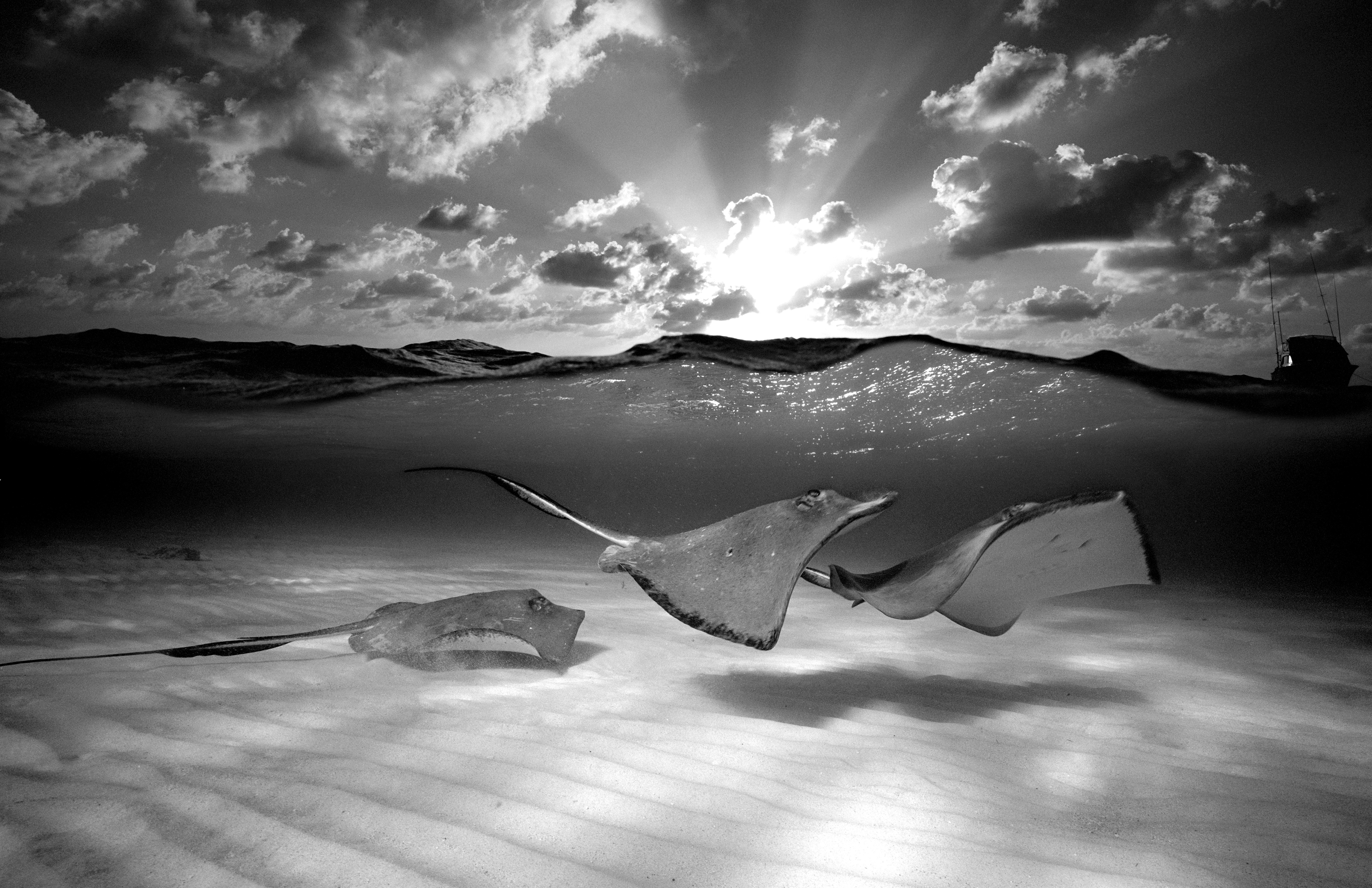 Three southern stingrays soar across the raved raked sands of the North Sound Grand Cayman Island