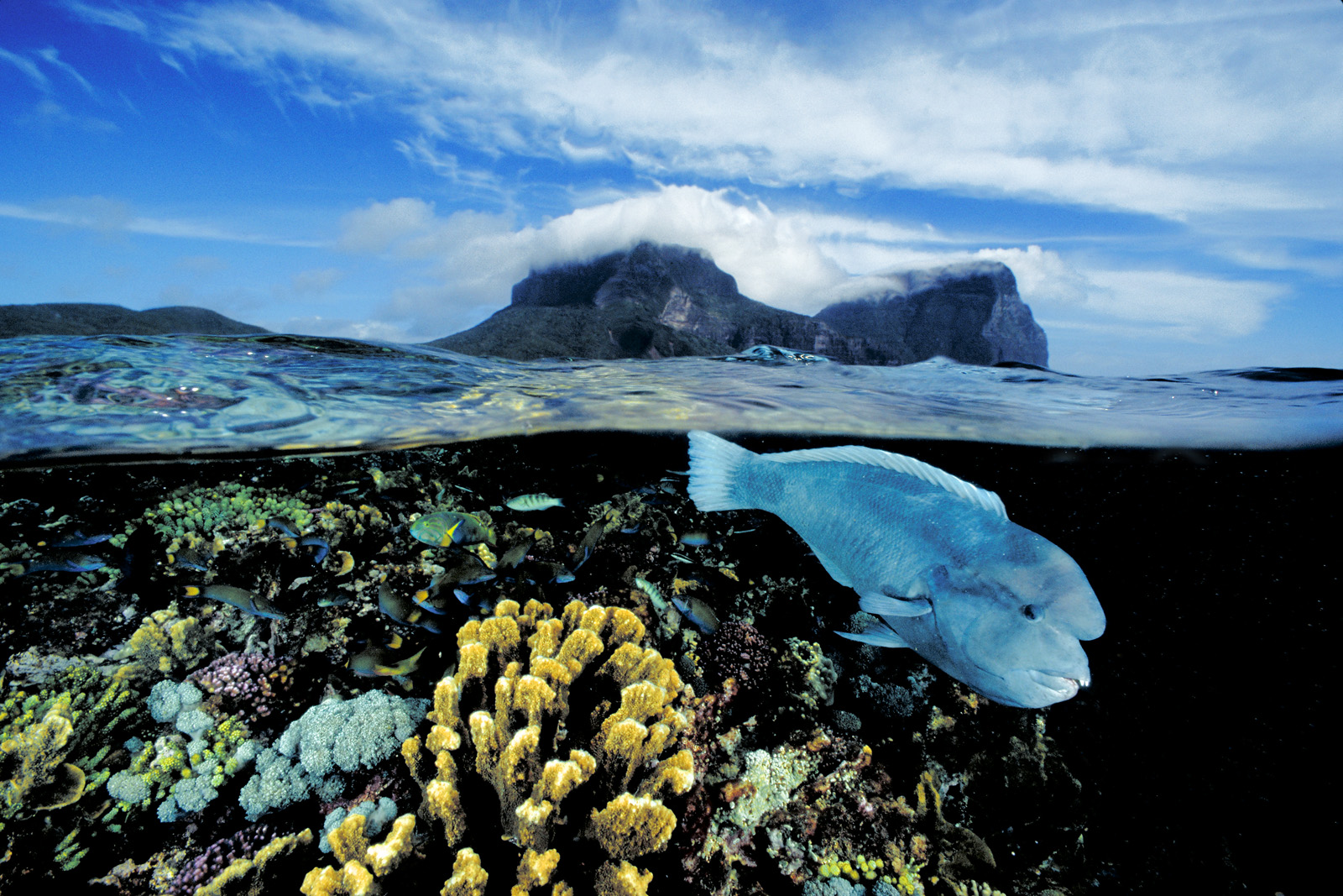 Endemic double headed wrasse, Coris bulbifrons from Lord Howe Island Australia