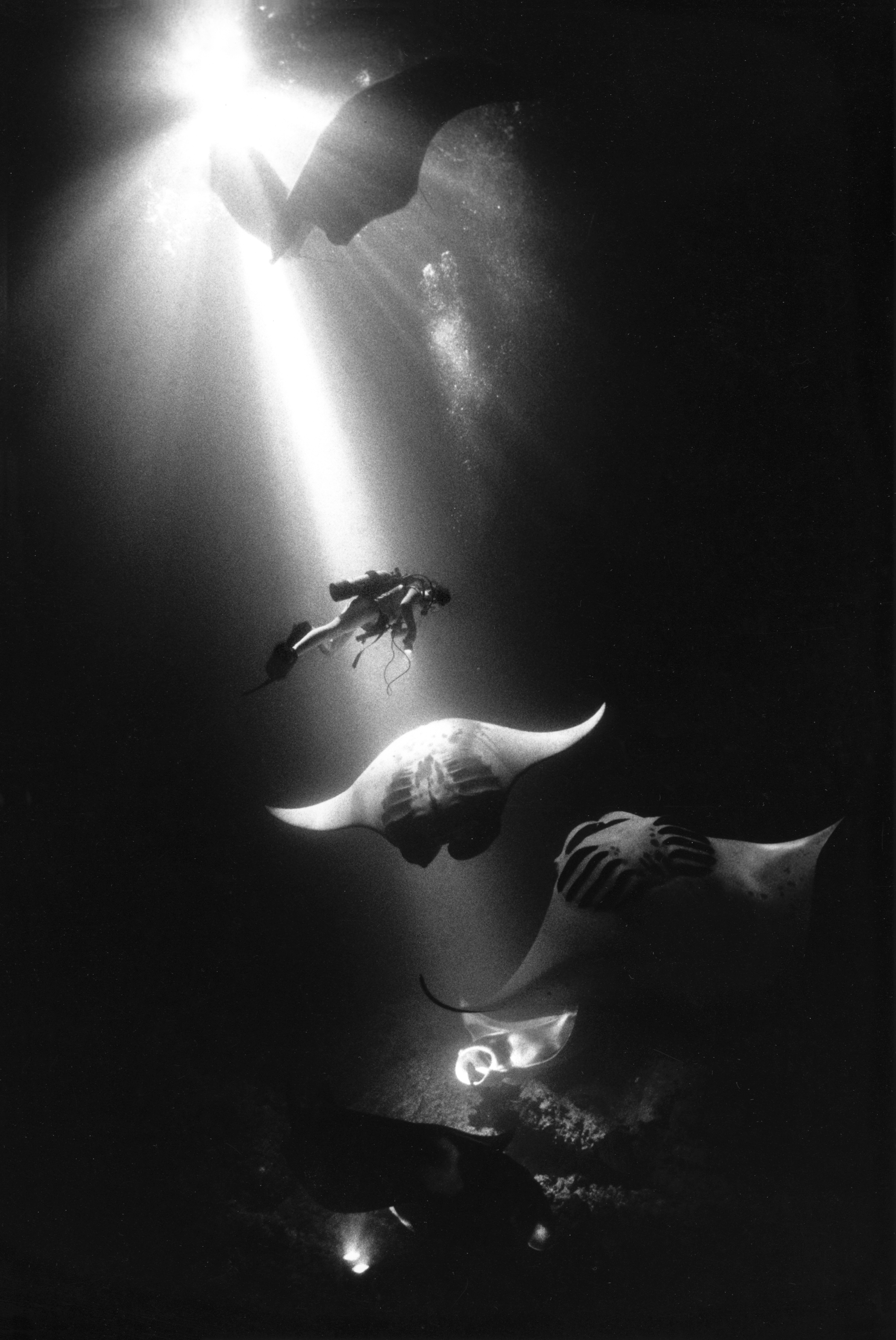 Midnight Mantas