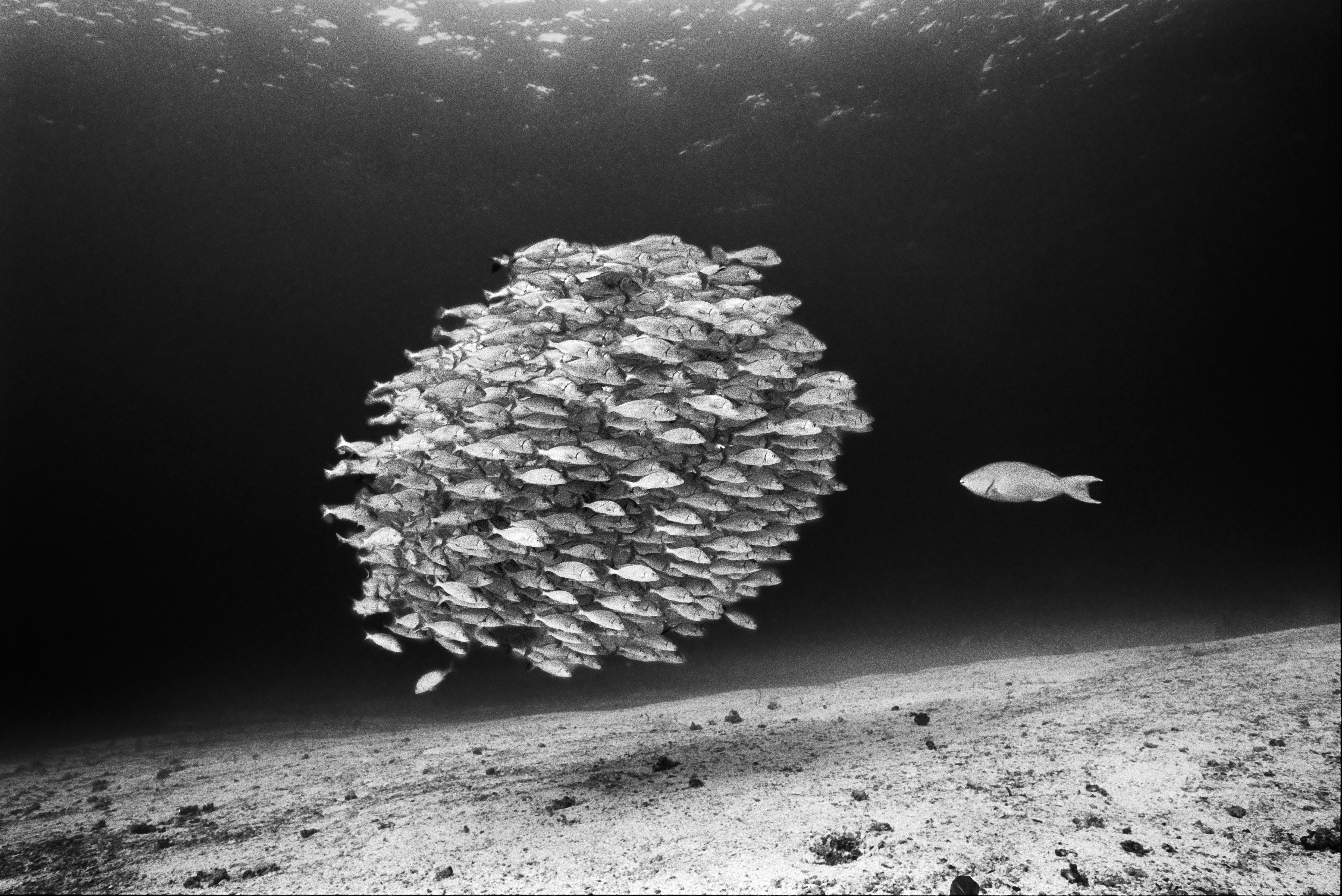 a parrot fish confronts a school of grey grunts in Galapagos Islands