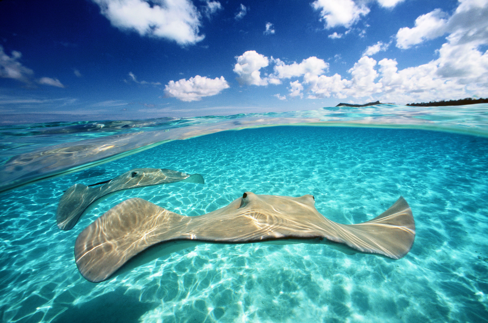 Stingray and Clouds French Polynesia