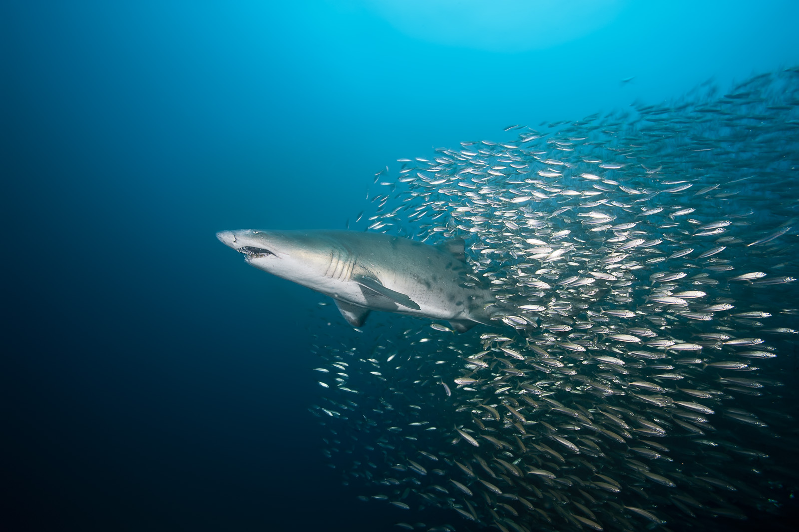 sand tiger sharks on the USCG Spar wreck sunk as an artificial reef off Morehead City North