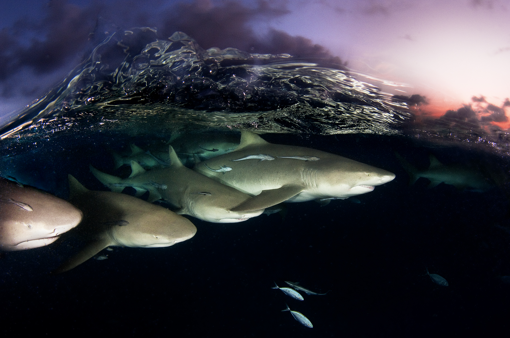 Lemon sharks, Bahamas