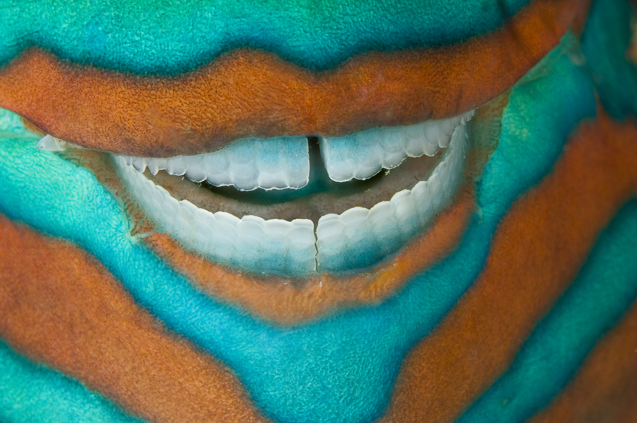 A sleeping parrotfish appears to smile with near perfect teeth, Heron Island Great Barrier Reef Australia