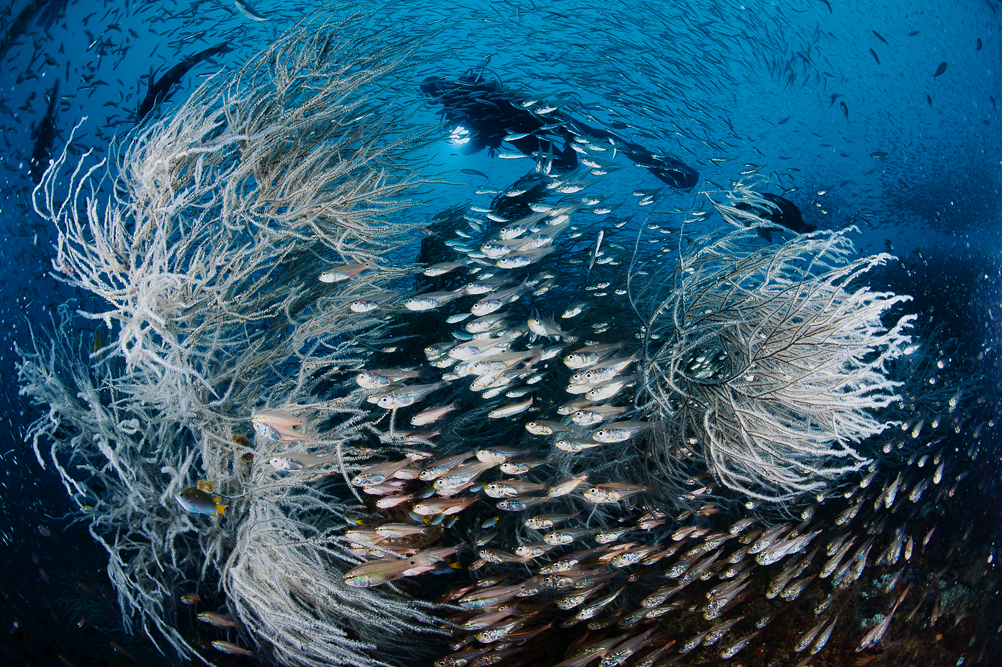 Yongala shipwreck with thick coral growth and immense concentration of life Yongala shipwreck with thick coral growth and immense concentration of life Yongala shipwreck with thick coral growth and immense concentration of life