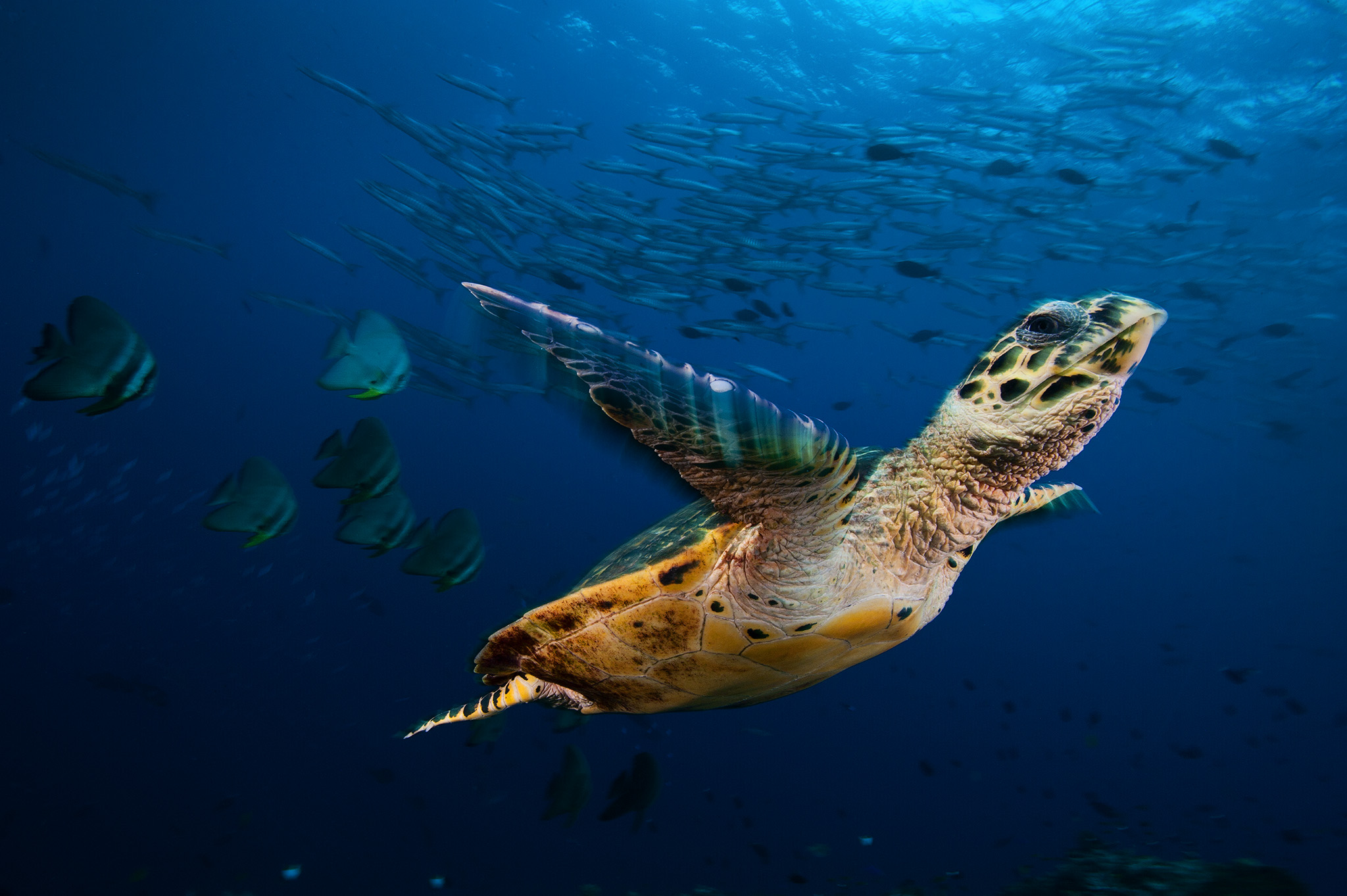 hawksbill seaturtle, Eretmochelys imbricata soars through a sea filled with batfish (platax sp.) and chevron barracuda (sphyraena sp.) , at Jayne's Gulley, Kimbe bay Papua New Guinea.
Fish Ref: Dr. Gerry Allen
gerry.tropicalreef@gmail.com