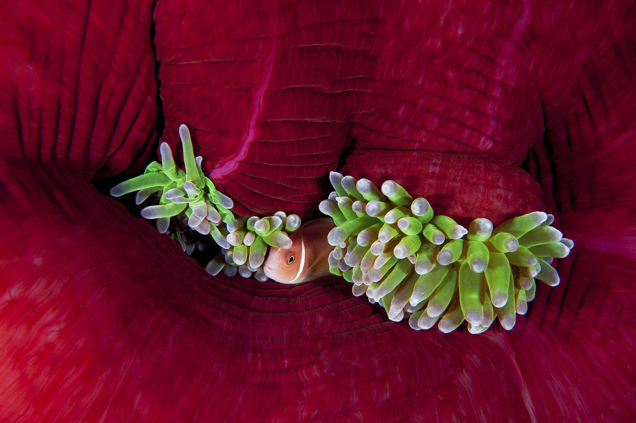 pink anemonefish in host anemone, Bradford Seamount, Kimbe Bay, Papua New Guinea.
Fish Ref: Dr. Gerry Allen
gerry.tropicalreef@gmail.com