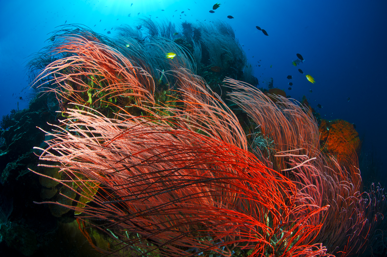 red whip coral gardens on susan's reef, Kimbe Bay, Papua New Guinea.
Geography ref:
MaxBenjamin1@gmail.com
Fish Ref: Dr. Gerry Allen
gerry.tropicalreef@gmail.com