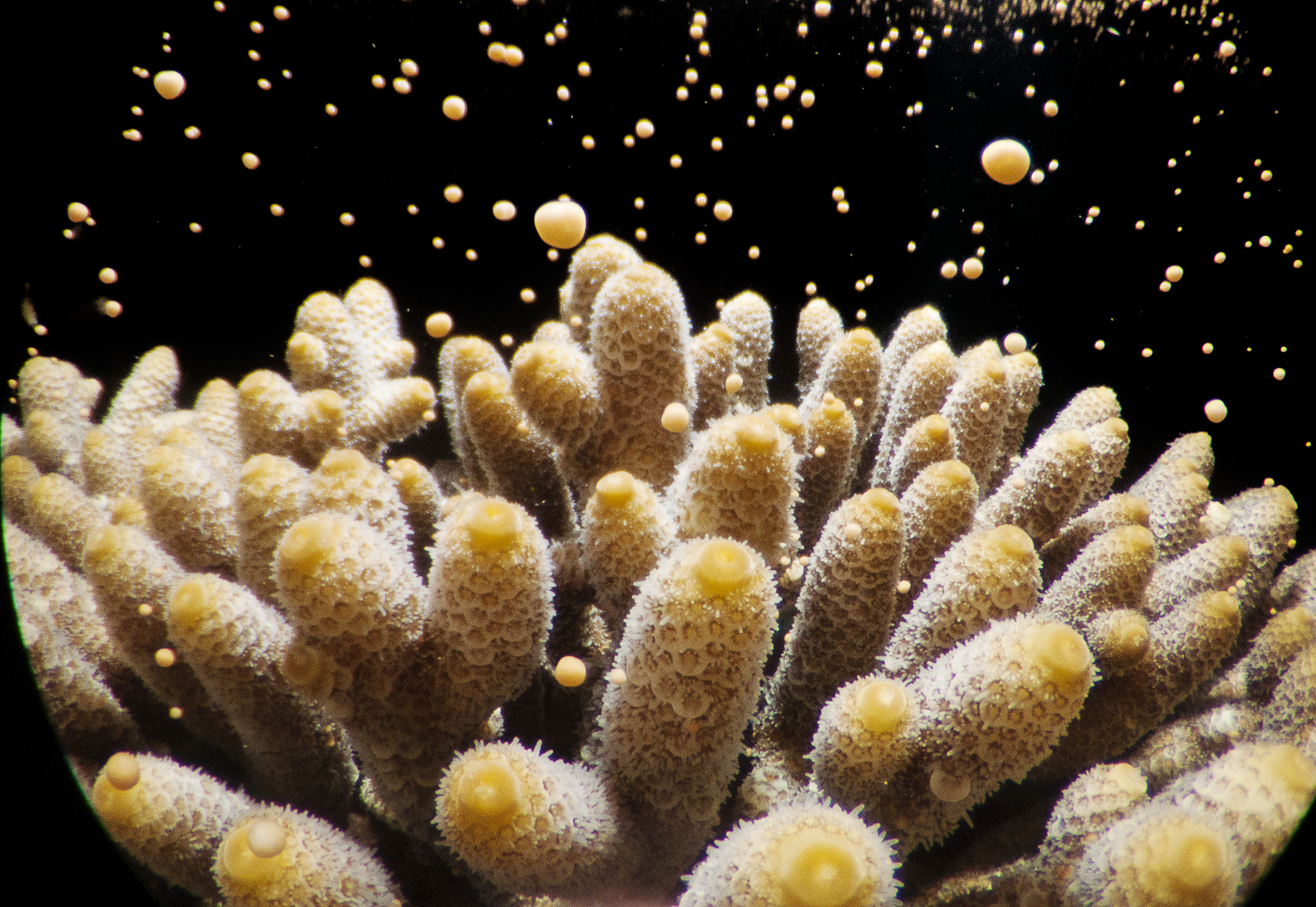Coral spawning Acropora millepora Heron Island Great Barrier reef Australia.
