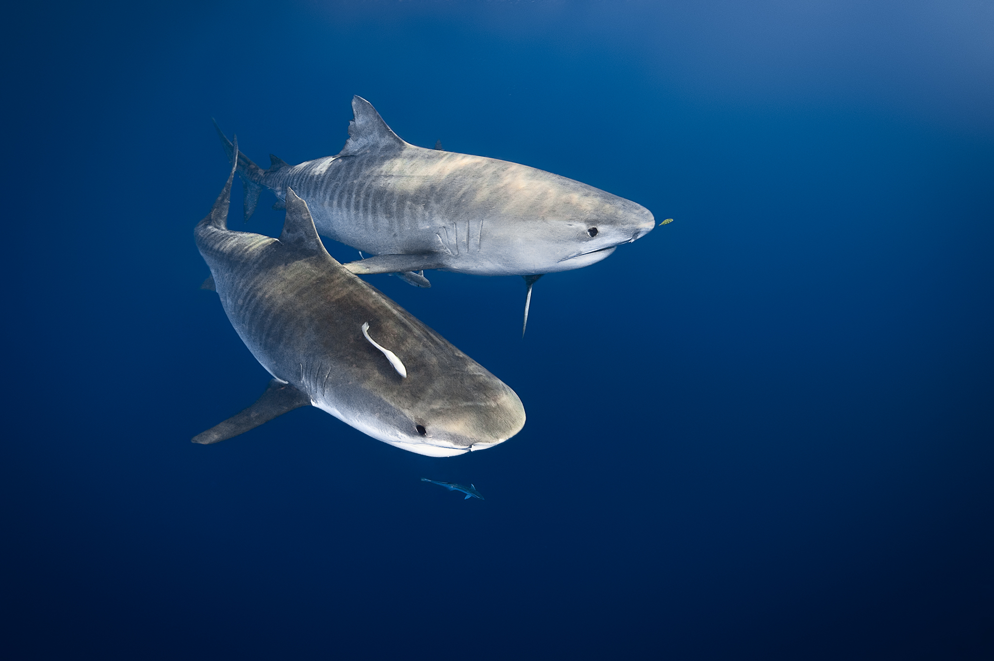 Tigers sharks feeding on dead sperm whale, Great Barrier Reef, Australia.