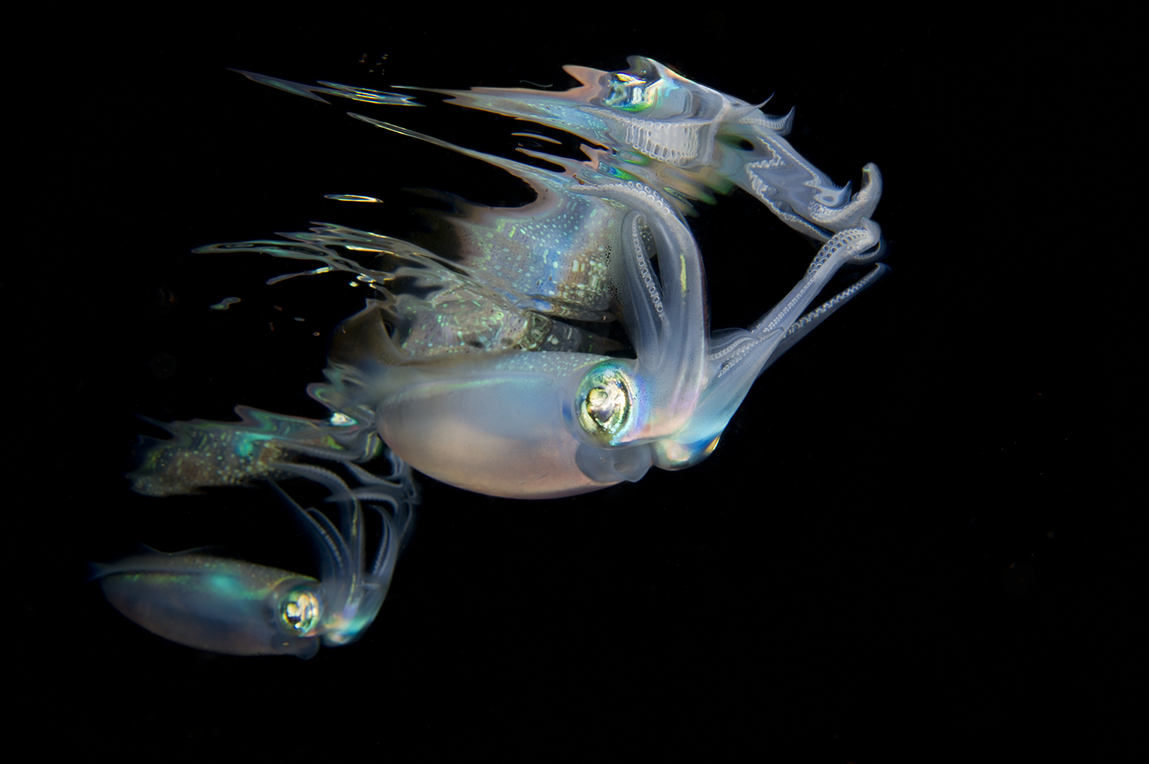 Reef hunting squid at night in Kimbe Bay Papua new Guinea