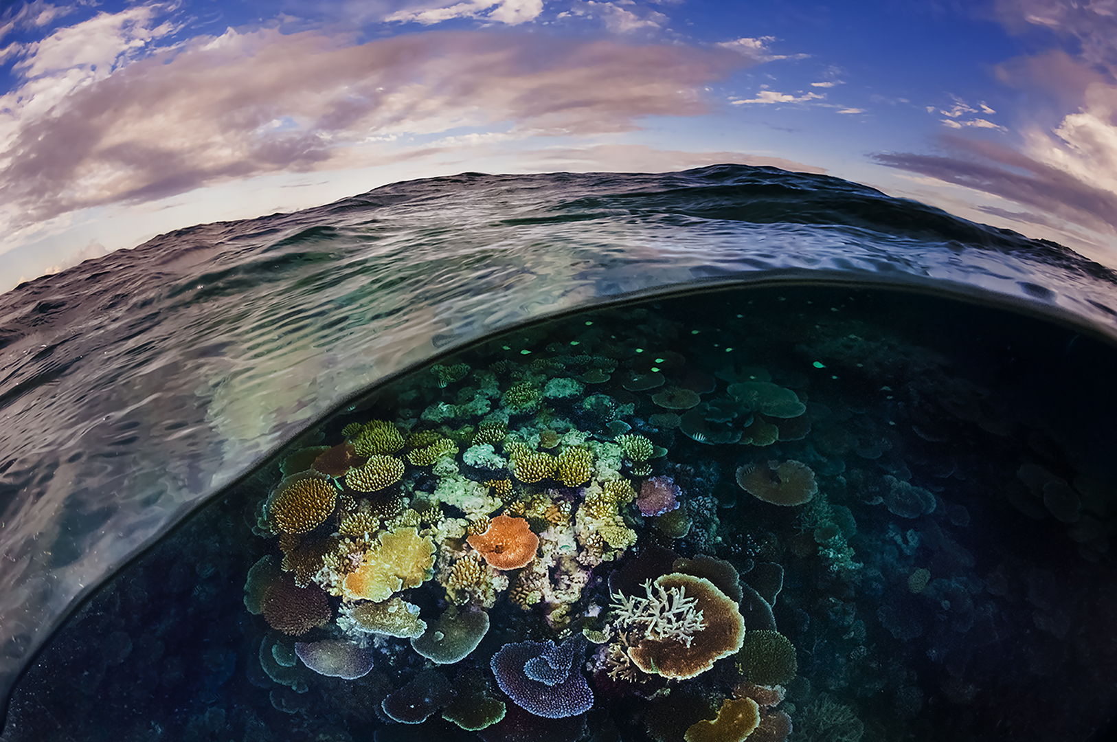 Plate corals compete for space on Opal reef, Great Barrier, Australia