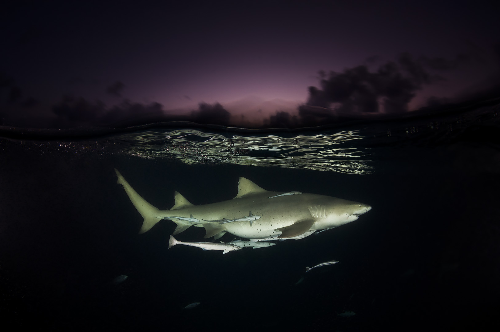 lemon shark on patrol at dusk Bahamas