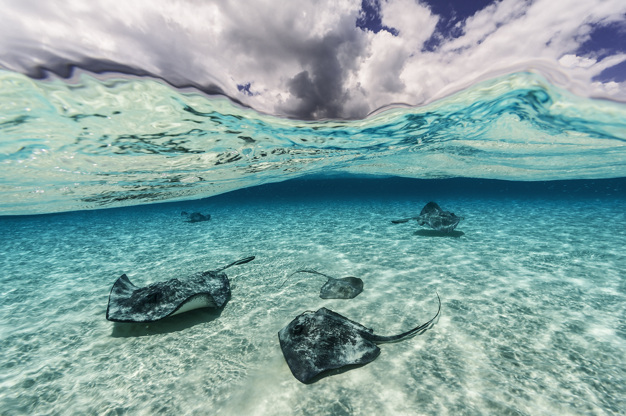 Southern stingrays soar across the perfect shallow stage of white sand, sunlight and a sky filled with personality. The stingrays greet thousands of cruise ship tourists a day at the Sand Bar in North Sound Grand Cayman Island. have become ambassadors for the sea raising awareness for ocean conservation.