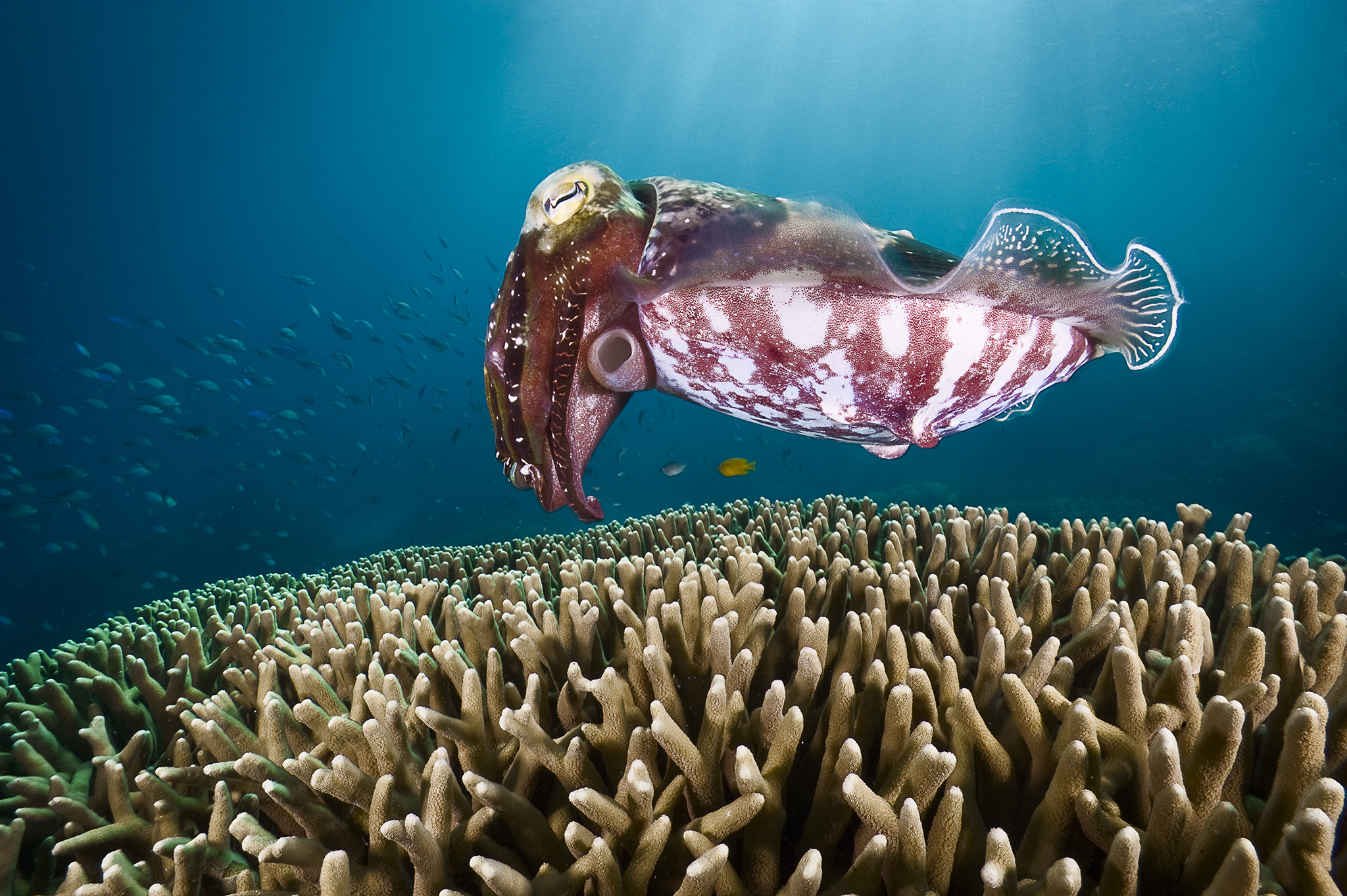 Cuttlefish over coral at Clam Garden, Great Barrier Reef, Australia