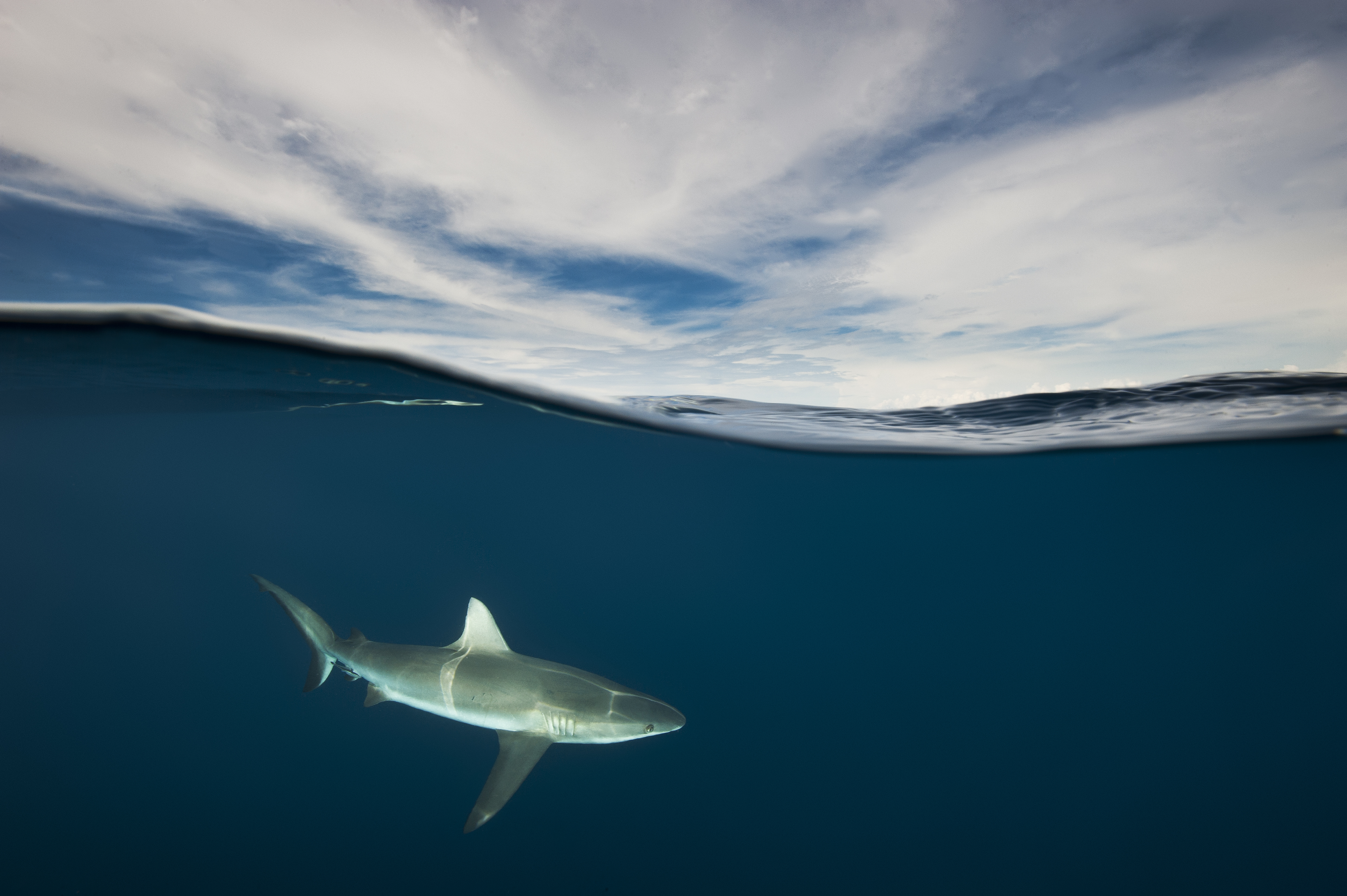 grey reef shark, Carcharhinus amblyrhnchos, Kimbe Bay, Papua New Guinea.
Geography ref:
MaxBenjamin1@gmail.com
Fish Ref: Dr. Gerry Allen
gerry.tropicalreef@gmail.com