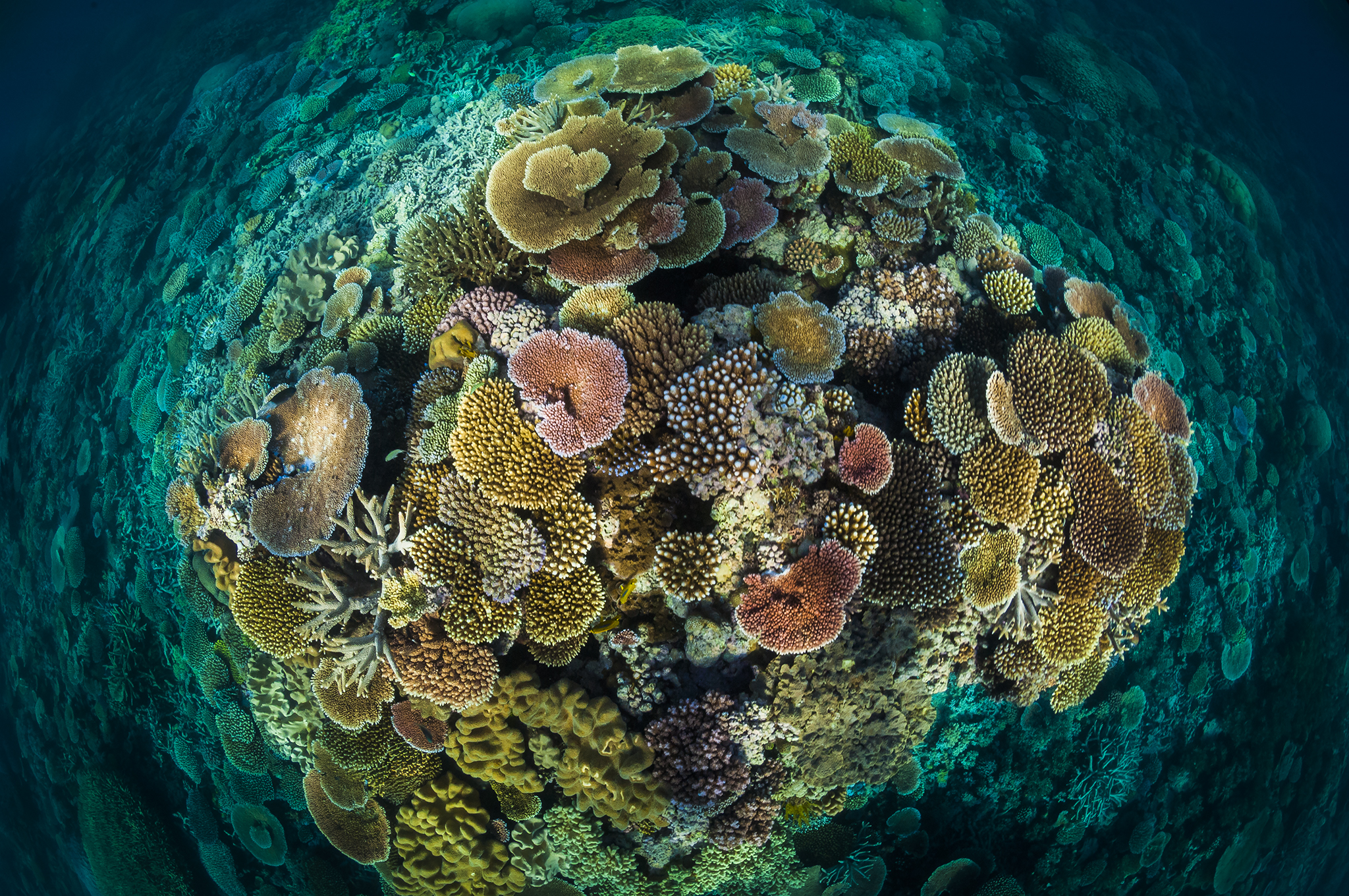 Opal Reef, Great Barrier Reef, Australia
