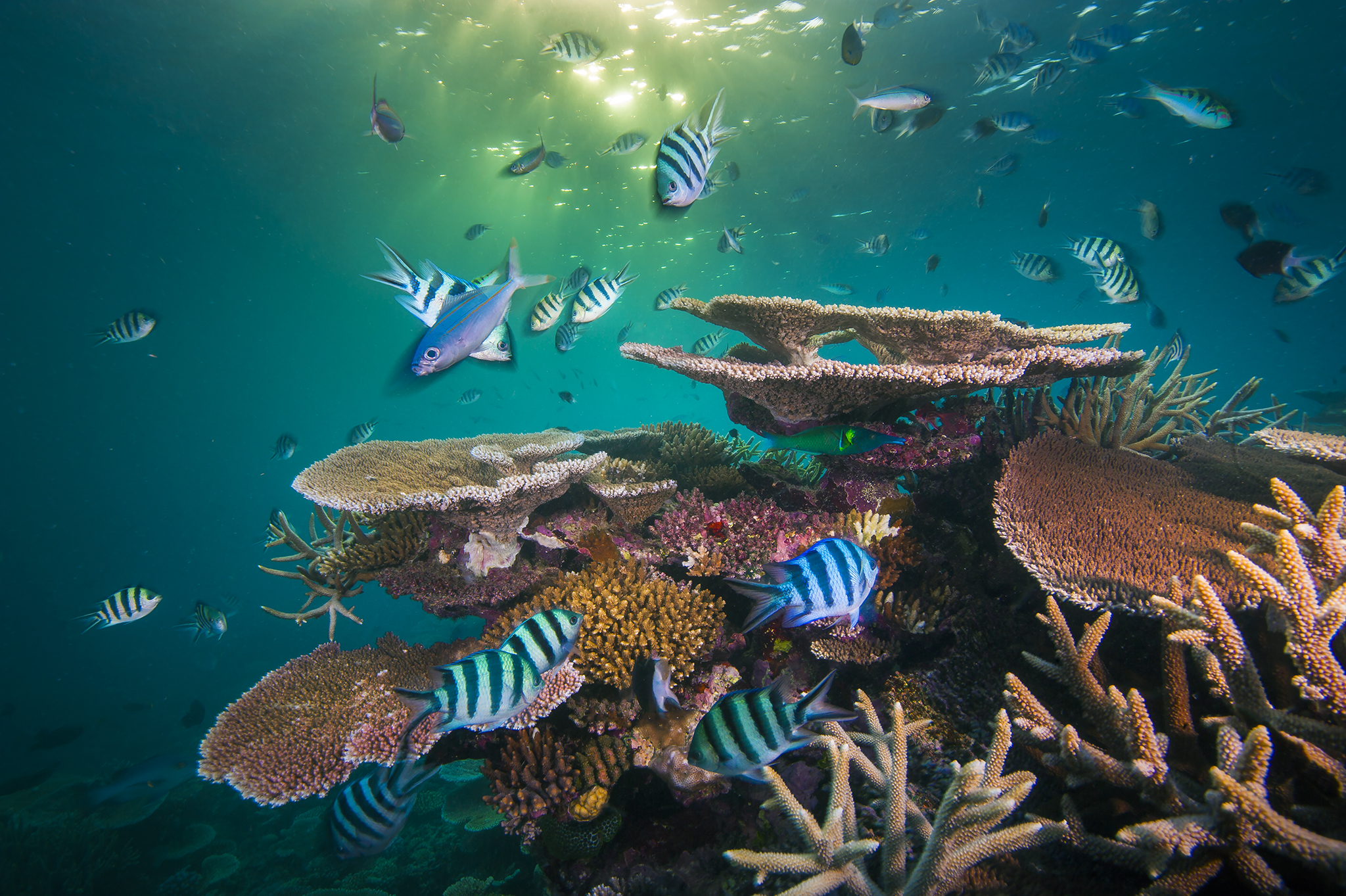 Layers of life in layers of plate coral on Opal Reef on the Great Barrier Reef, Australia