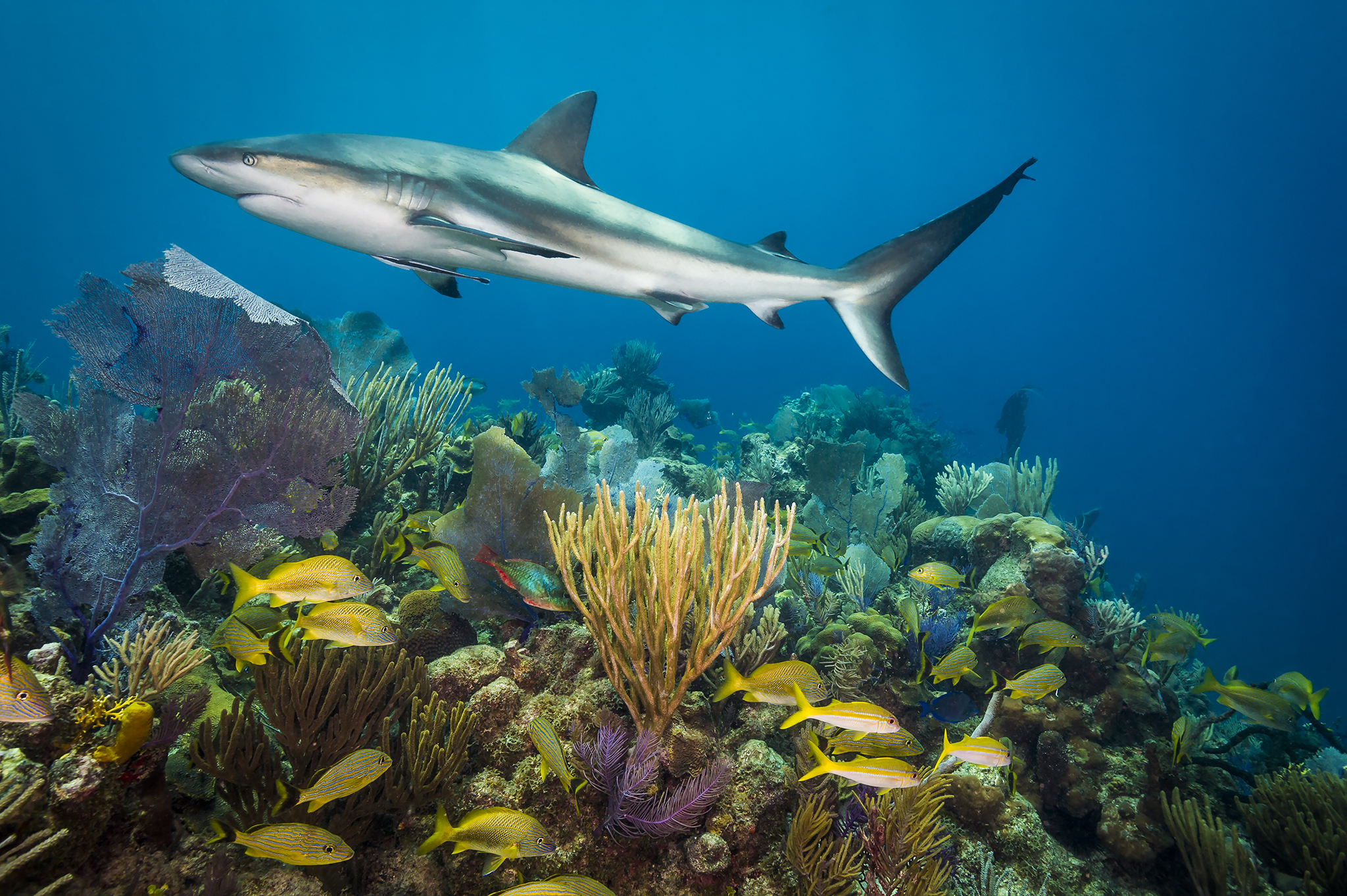 Stable populations of Caribbean Reef sharks patrol the rich coral reefs of Gardens of the Queen, National Marine park, Cuba. Unlike many places in the world The Gardens of the Queen National Marine Park has stable populations of sharks
Two Expert contacts
Marine Biologist
Dr Fabian Pina Amargos
fabianpina1972@gmail.com
(c):+535-348-8489
Dr. Julio A Baisre
Acuario Nacional de Cuba
(53) 7 205 1774
juliob@acuarionacional.cu
