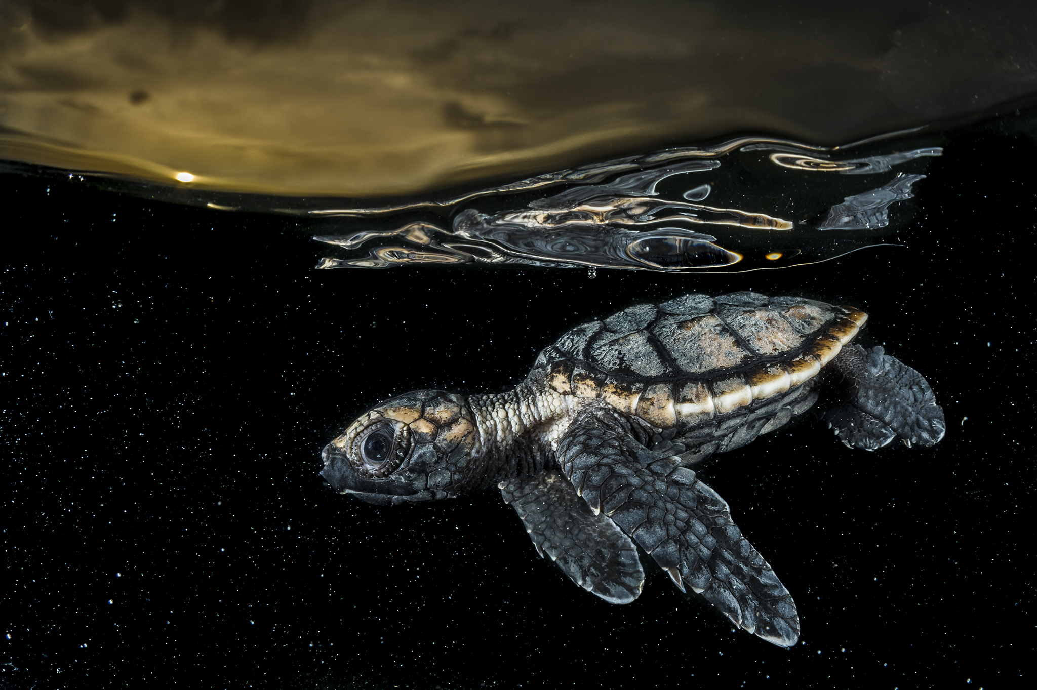 Hawksbill sea turtle hatchling, Gardens of the Queen Cuba
2 Experts:
Marine Biologist
Dr Fabian Pina Amargos
fabianpina1972@gmail.com
(c):+535-348-8489
Dr. Julio A Baisre
Acuario Nacional de Cuba
(53) 7 205 1774
juliob@acuarionacional.cu