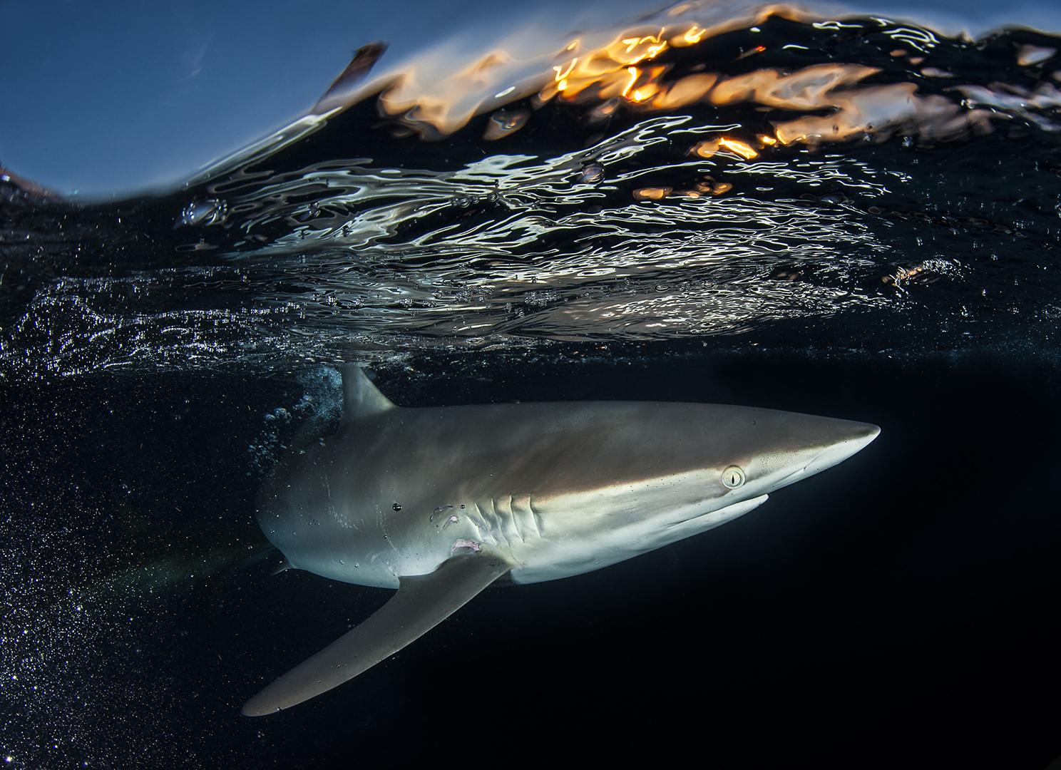 Stable populations of Silky Sharks patrol the rich coral reefs of Gardens of the Queen, National Marine park, Cuba. Unlike many places in the world The Gardens of the Queen National Marine Park has stable populations of sharks
Two Expert contacts
Marine Biologist
Dr Fabian Pina Amargos
fabianpina1972@gmail.com
(c):+535-348-8489
Dr. Julio A Baisre
Acuario Nacional de Cuba
(53) 7 205 1774
juliob@acuarionacional.cu