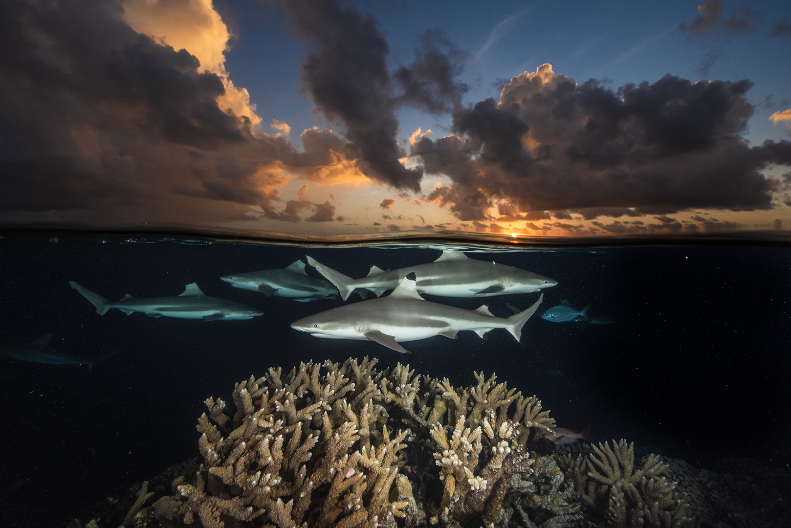 Fakarava_180511_DD_2966 DPI 072 at 1080