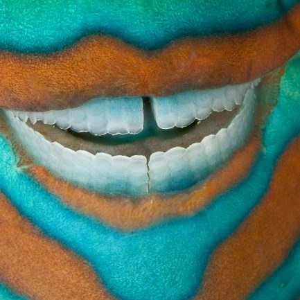 Sourire du poisson-perroquet