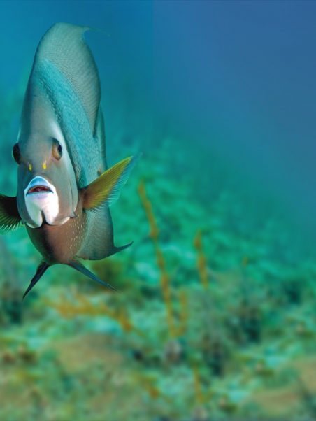 La nostra dichiarazione per l'Oceano - Musée Océanographique de Monaco