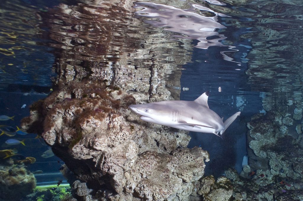 08 Requin à pointes noires Carcharhinus melanopterus M. Dagnino