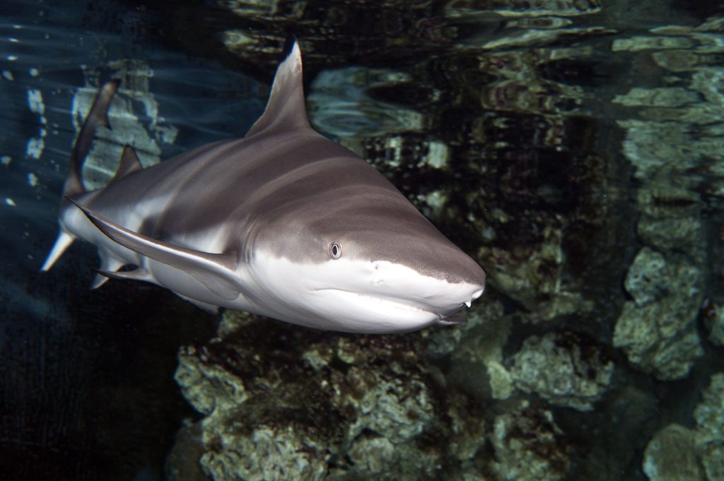 24_Requin-à-pointes-noires-Carcharhinus-melanopterus_M_Dagnino