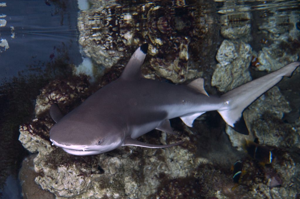 27_Requin-à-pointes-noires-Carcharhinus-melanopterus_M_Dagnino