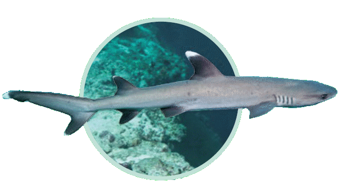 Requin corail - Immersion - Musée océanographique de Monaco