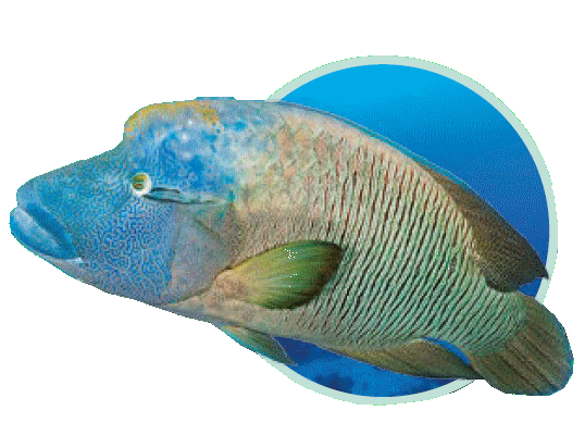 poisson napoléon - Immersion - Musée océanographique de Monaco