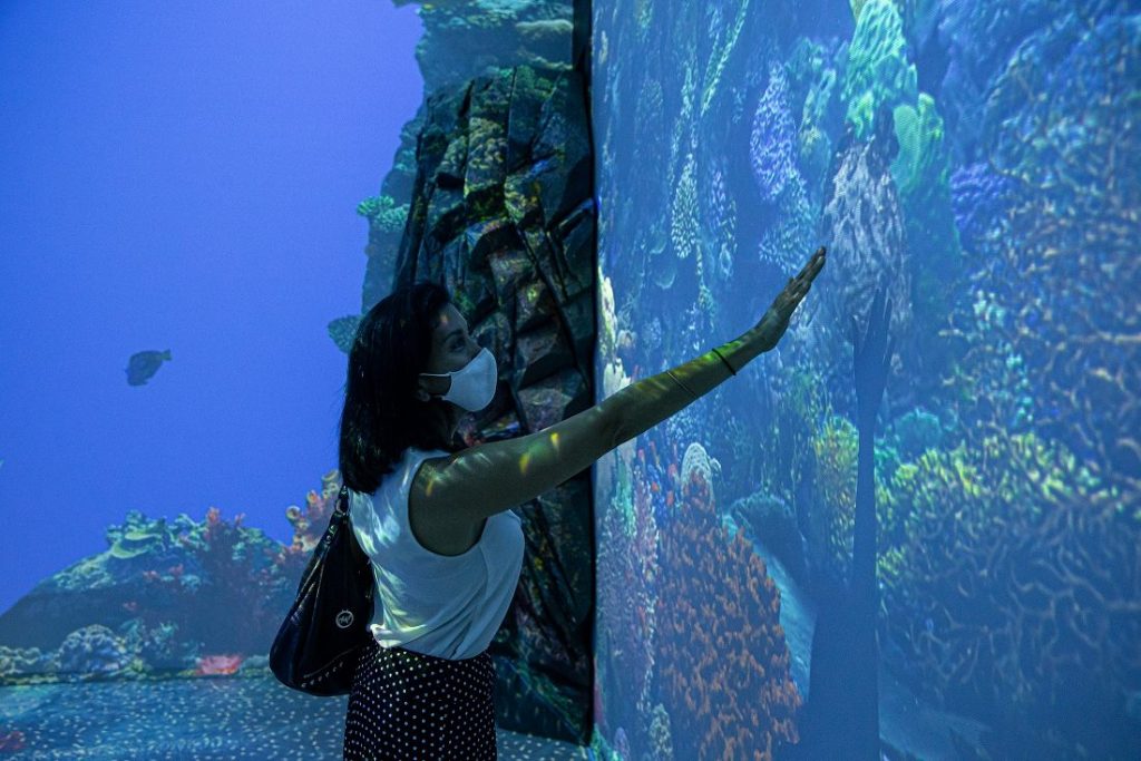 Exposition Immersion - Nagez avec les raies - Musée océanographique
